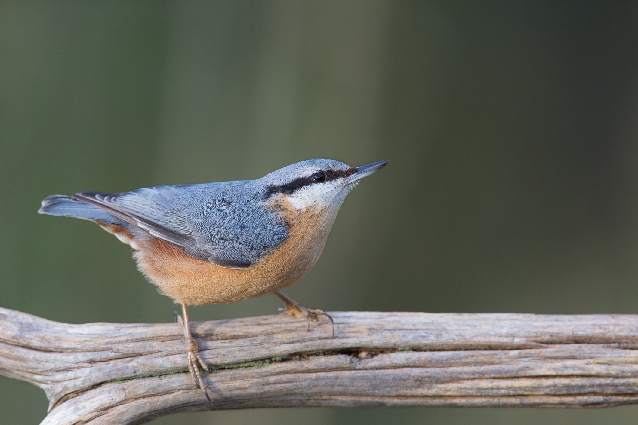 Muratore 2 Woodpecker