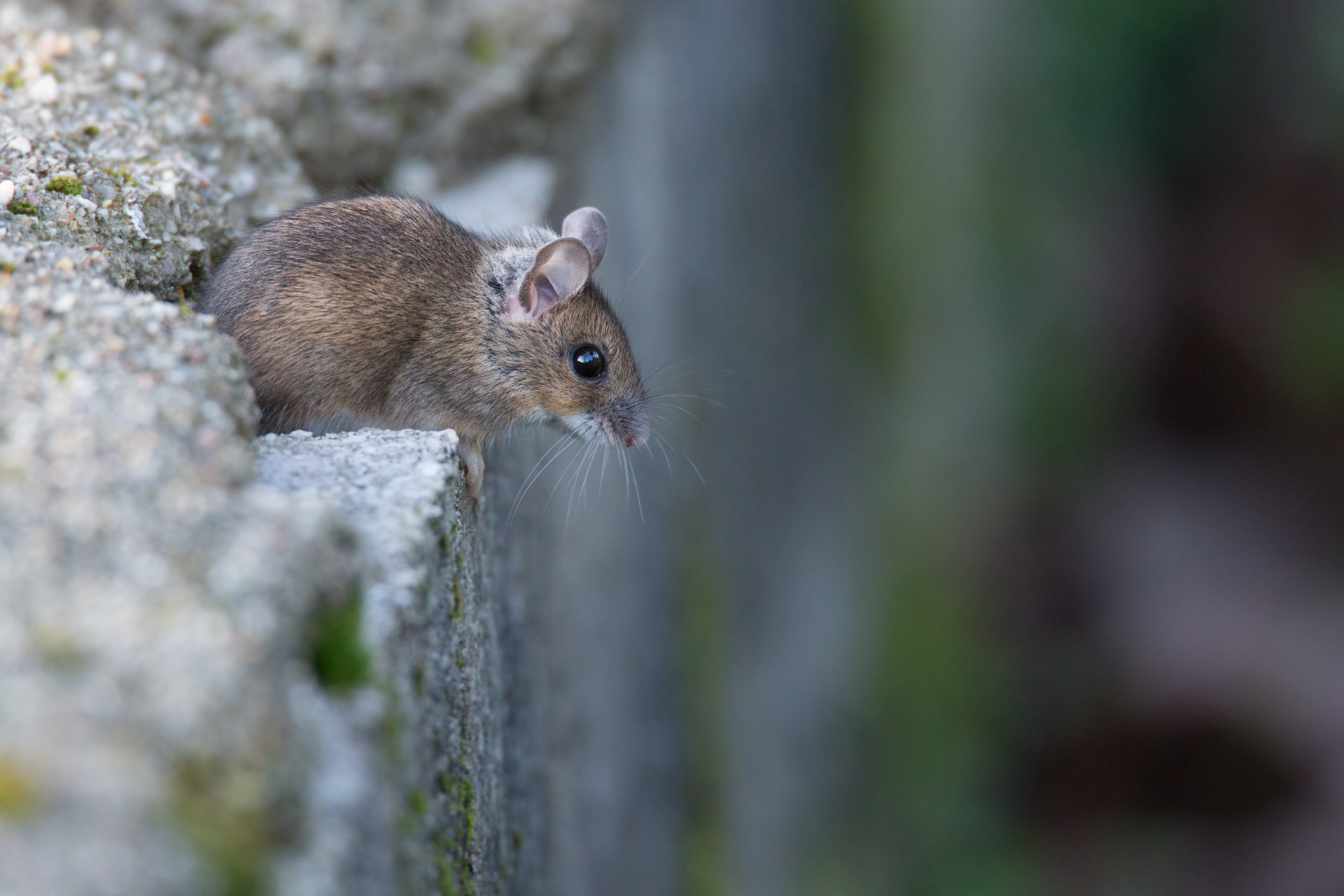 The intruder to the manger.