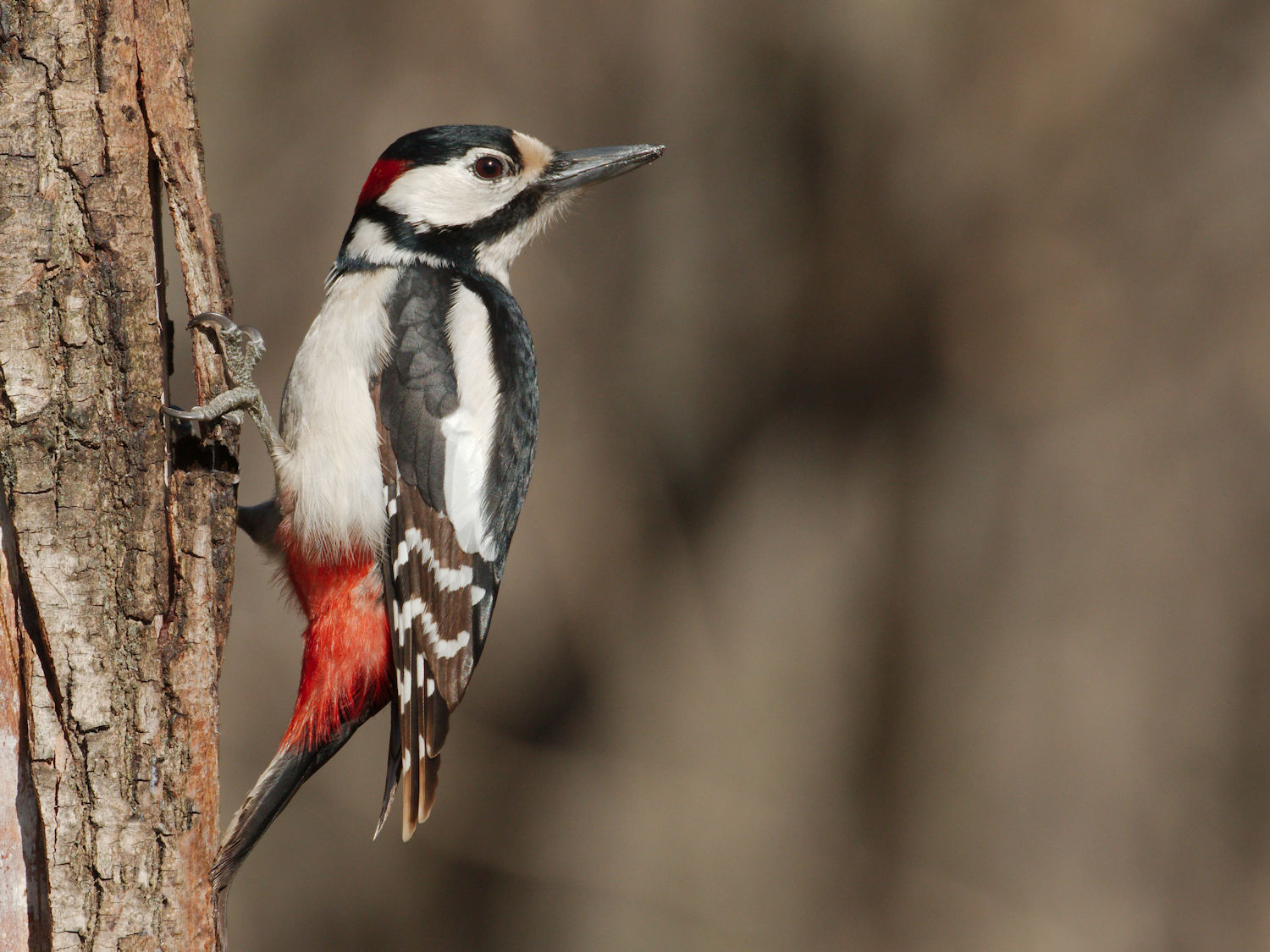 Great Spotted Woodpecker Male