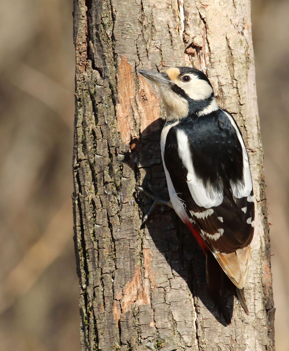Great Spotted Woodpecker Female