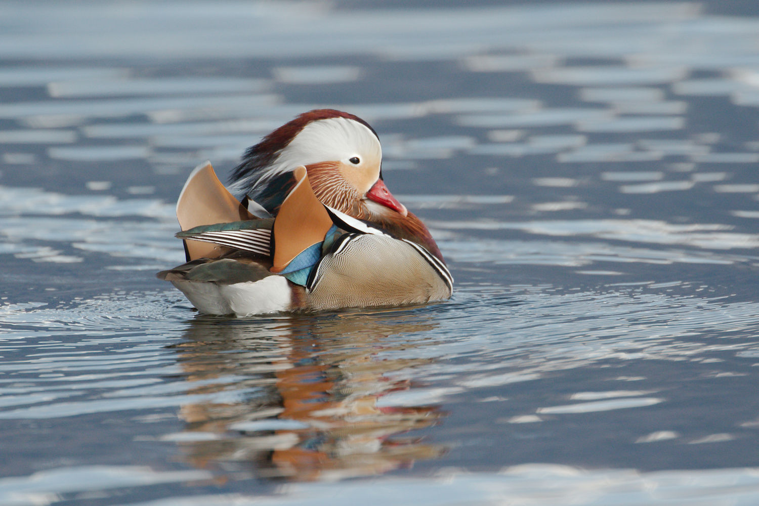 Mandarin duck