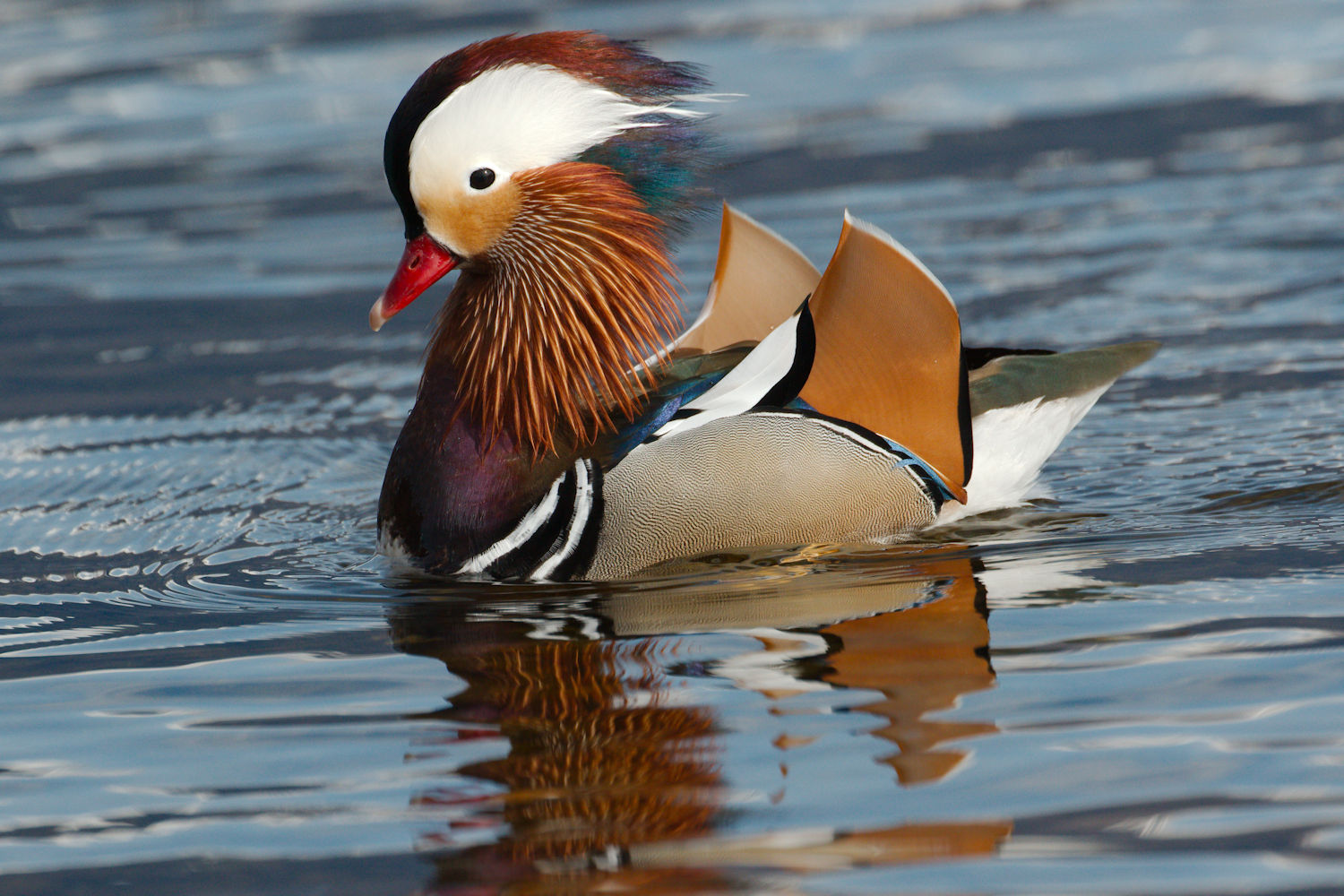 Mandarin duck
