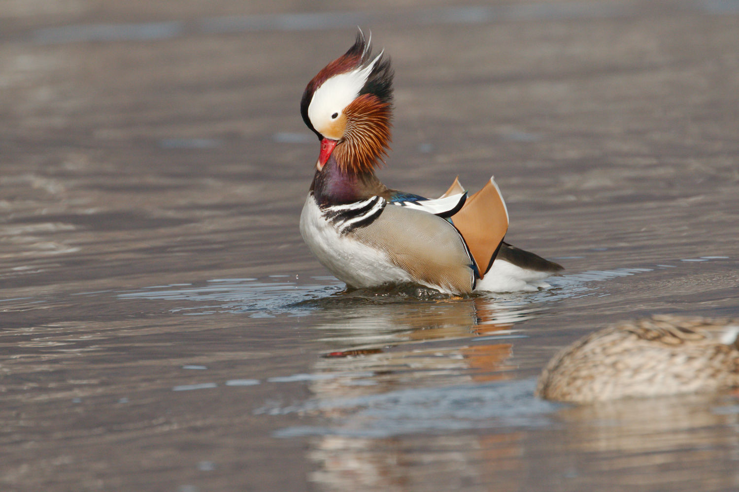 Mandarin duck