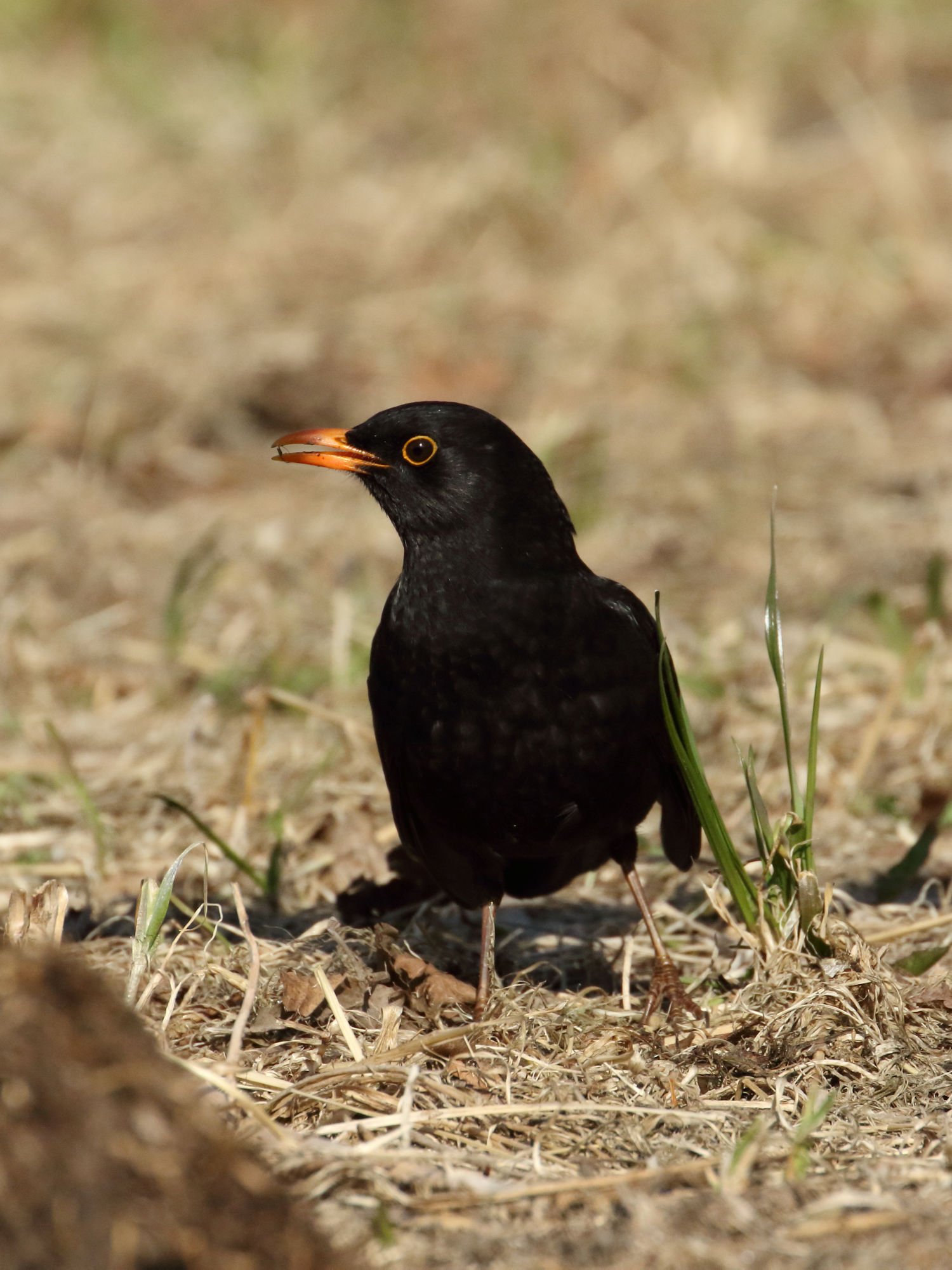male blackbird