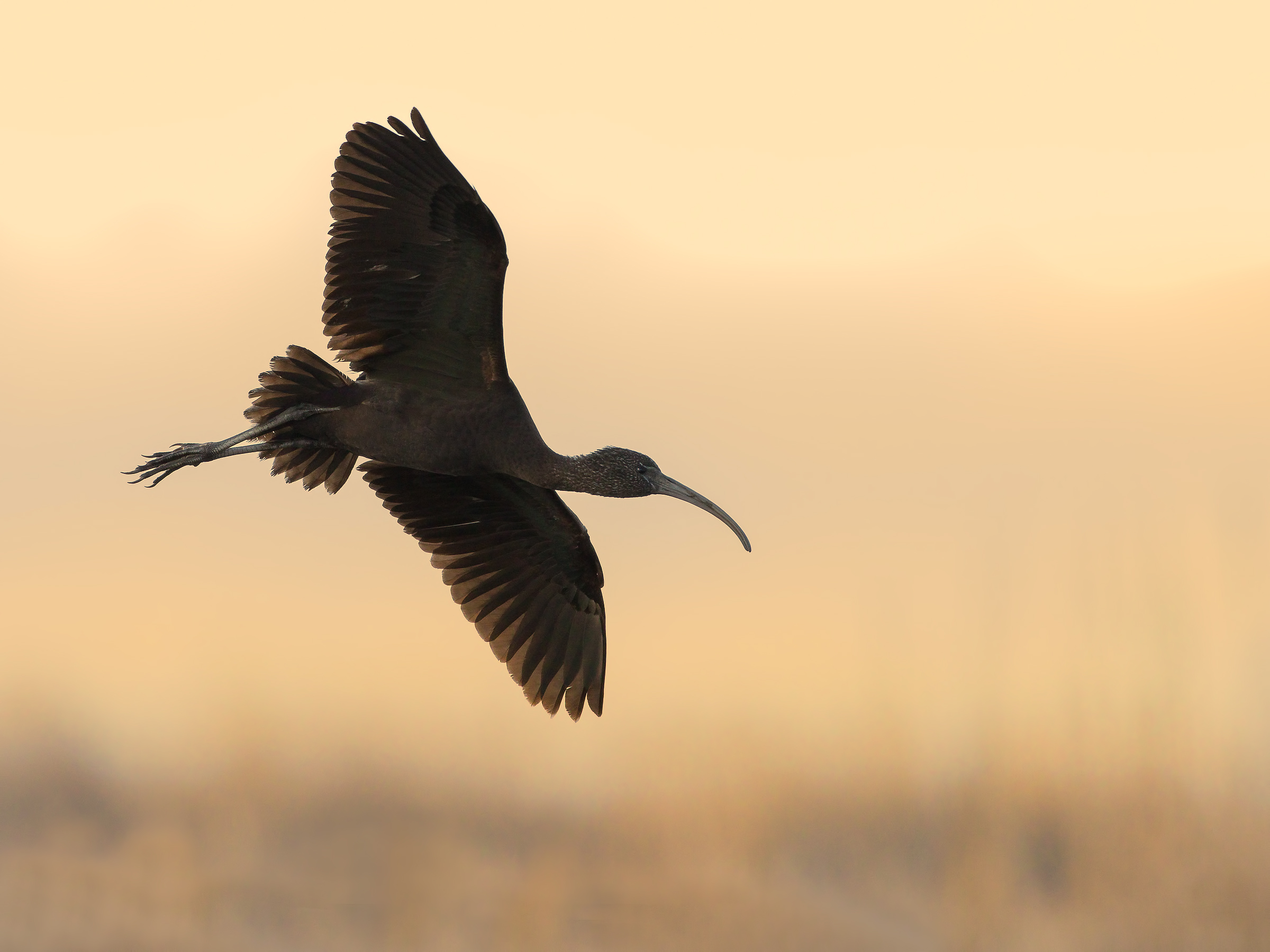 glossy ibis