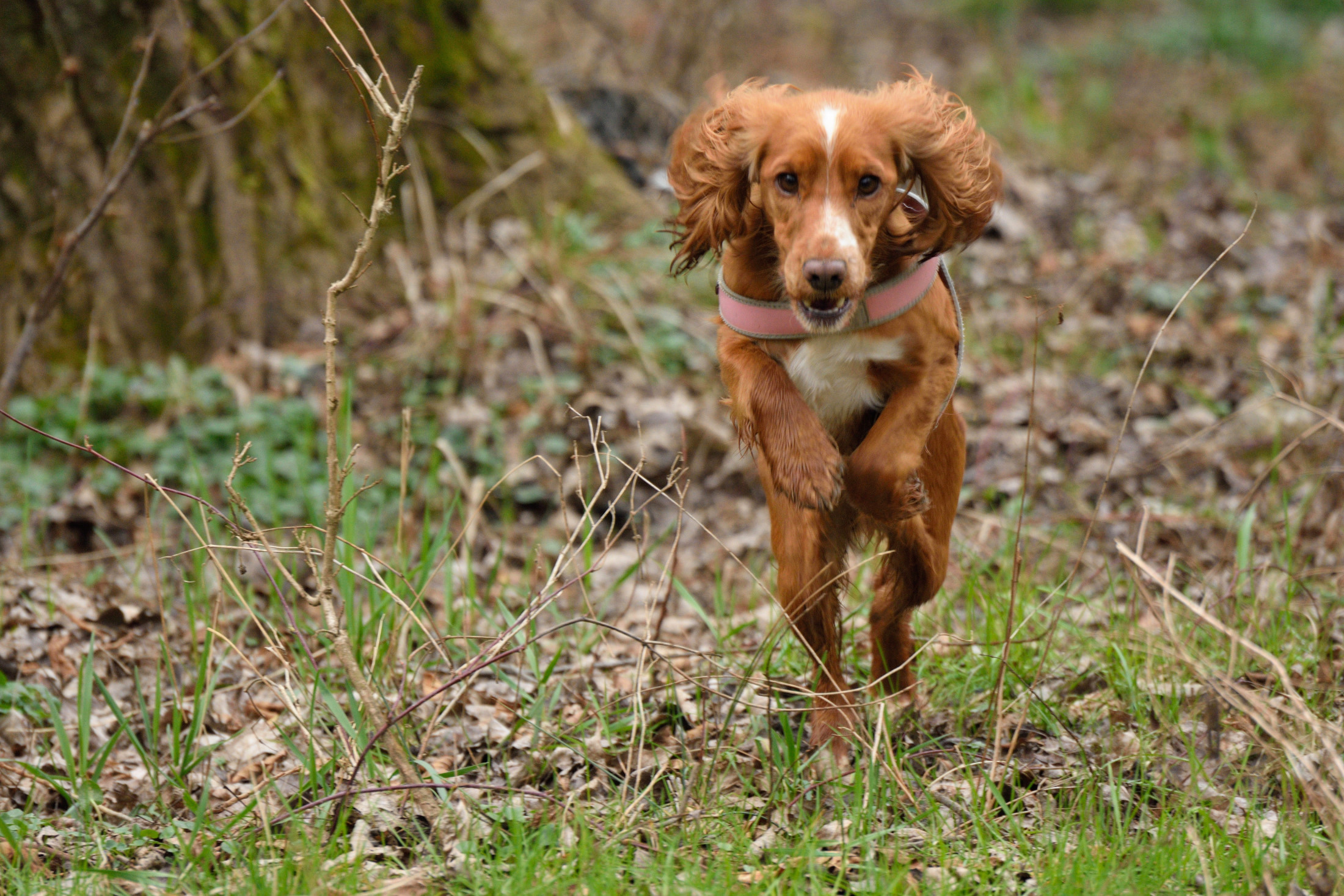 Zampe rubate alla caccia.