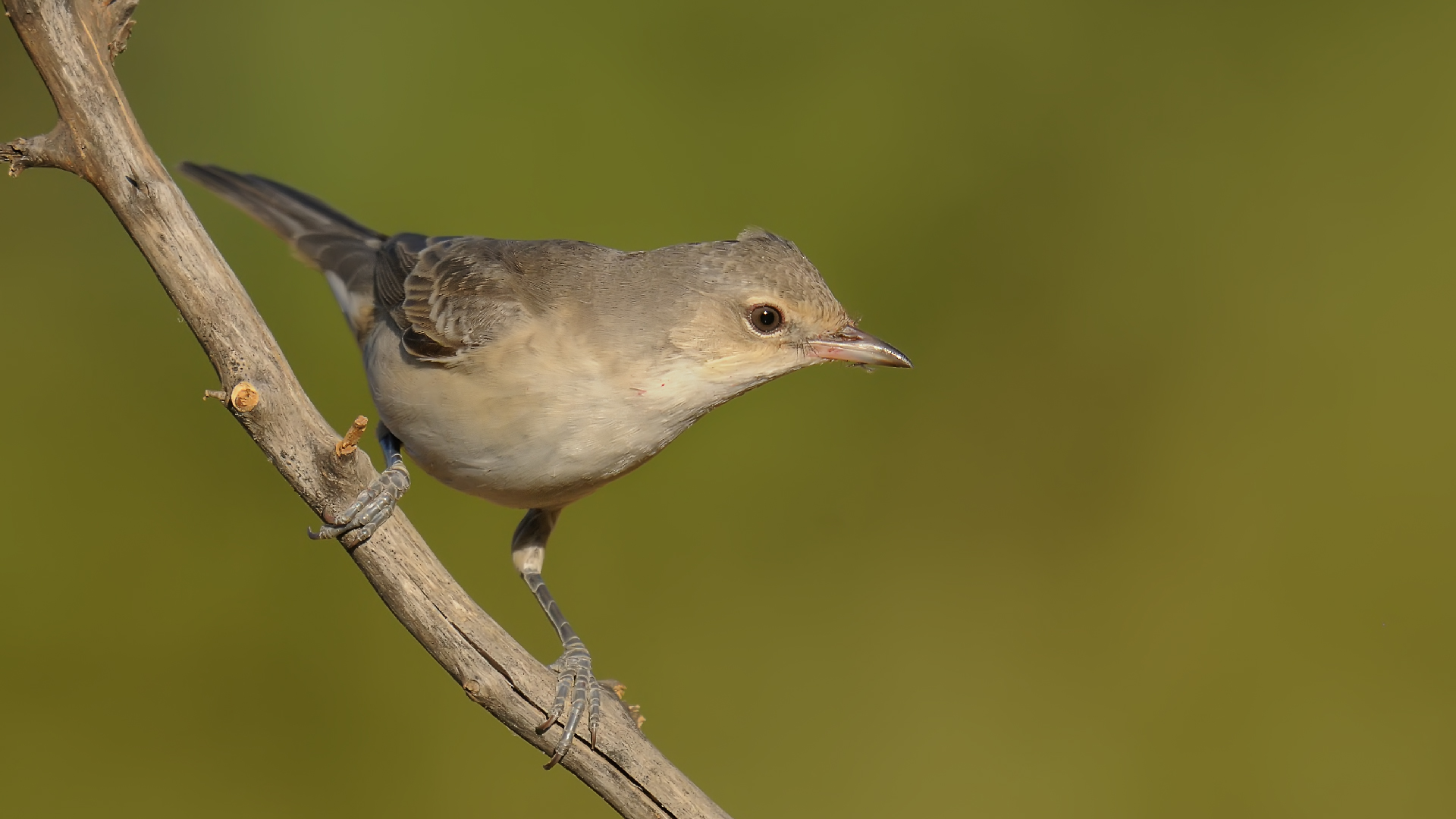 Sylvia nisoria »Barred Warbler