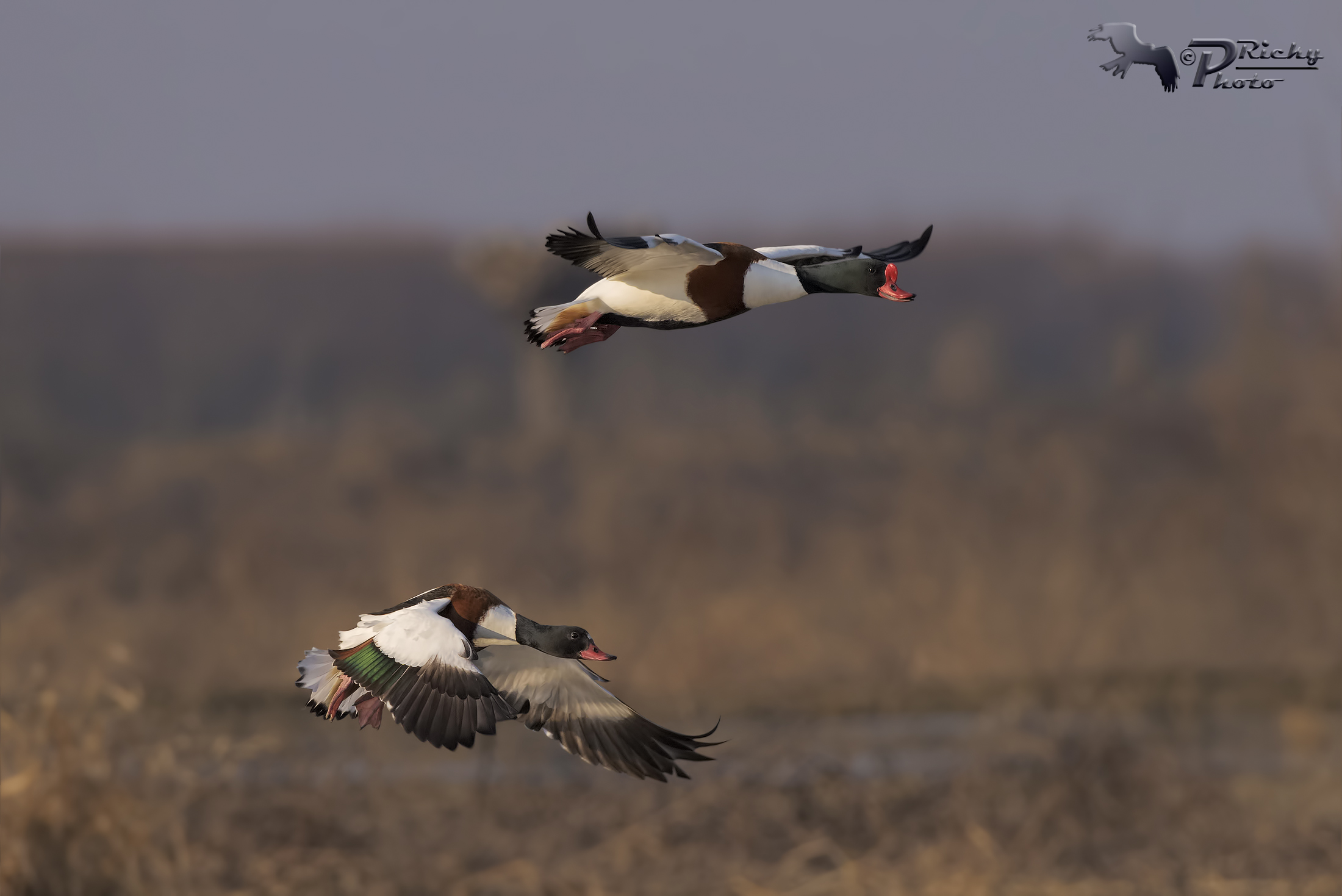Il volo delle Volpoche al tramonto