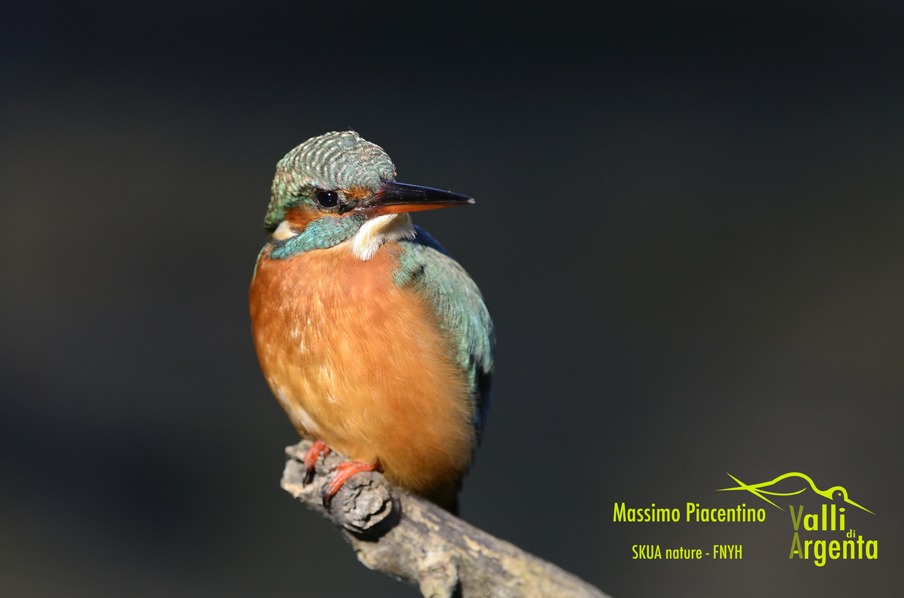 Martin pescatore(Alcedo atthis)