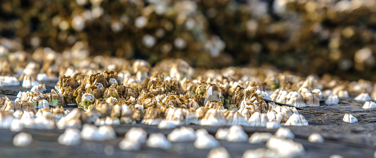Denti di cane sugli scogli