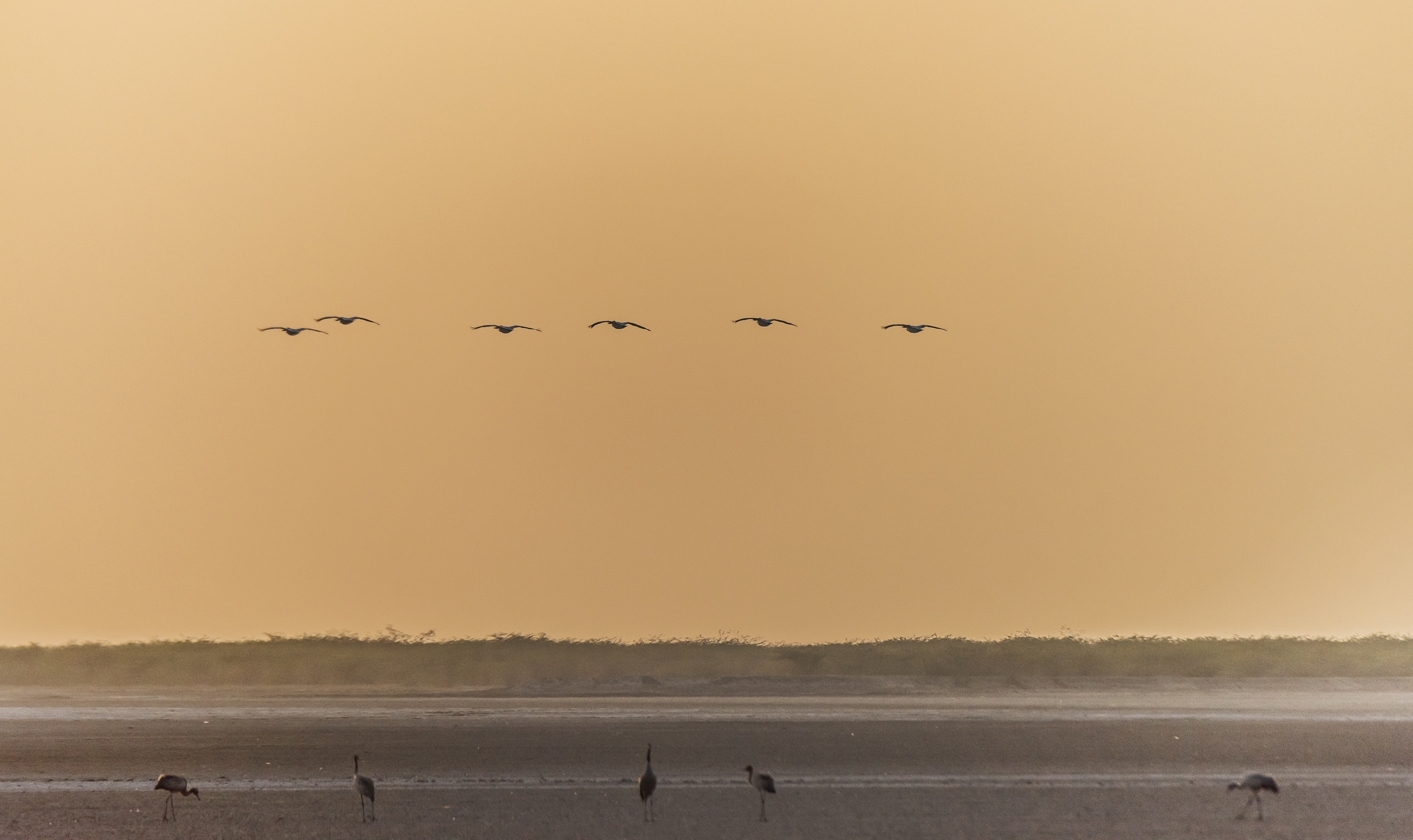 Gujarat 2015 - Tramonto sul deserto