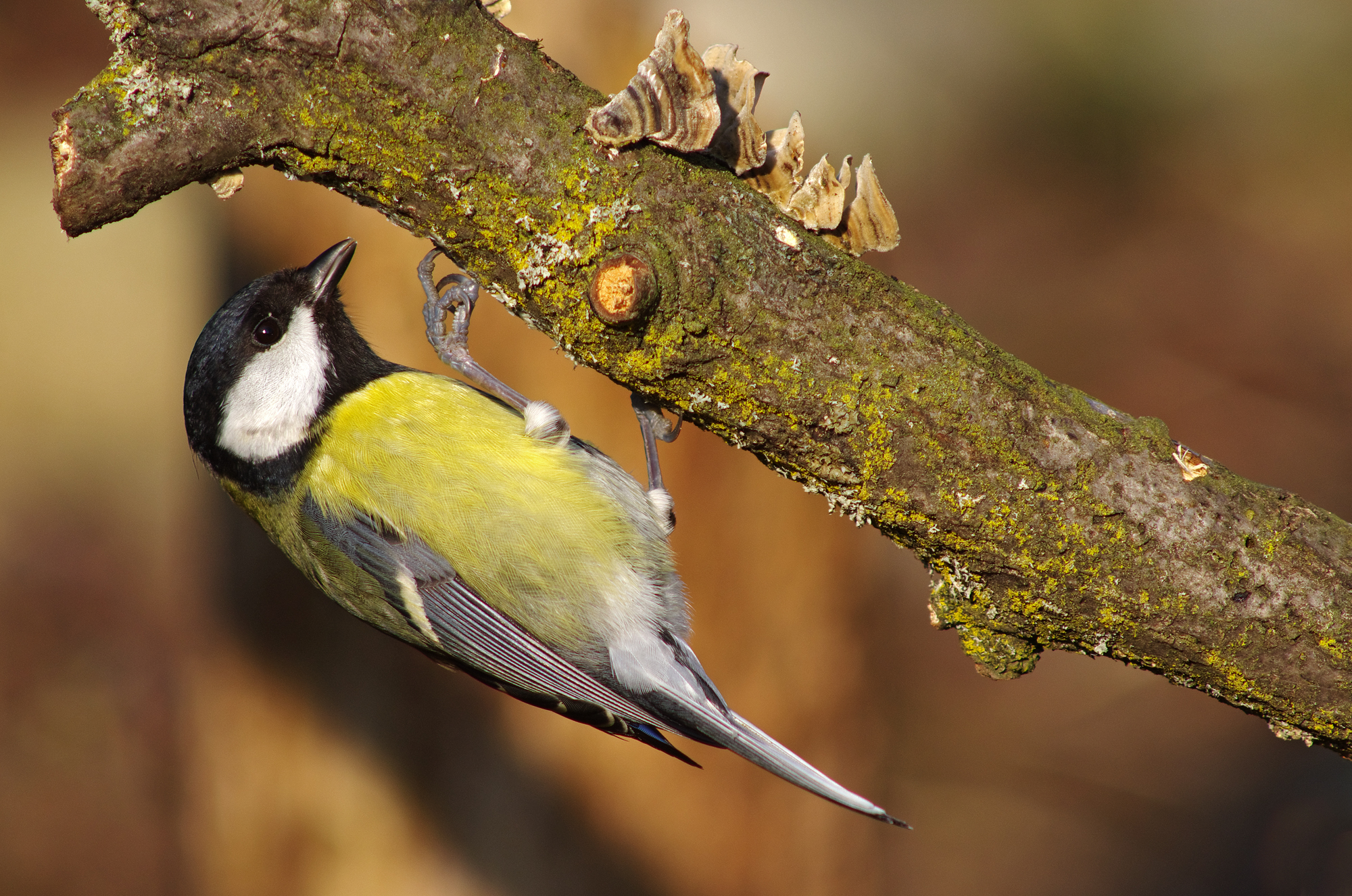 Great Tit