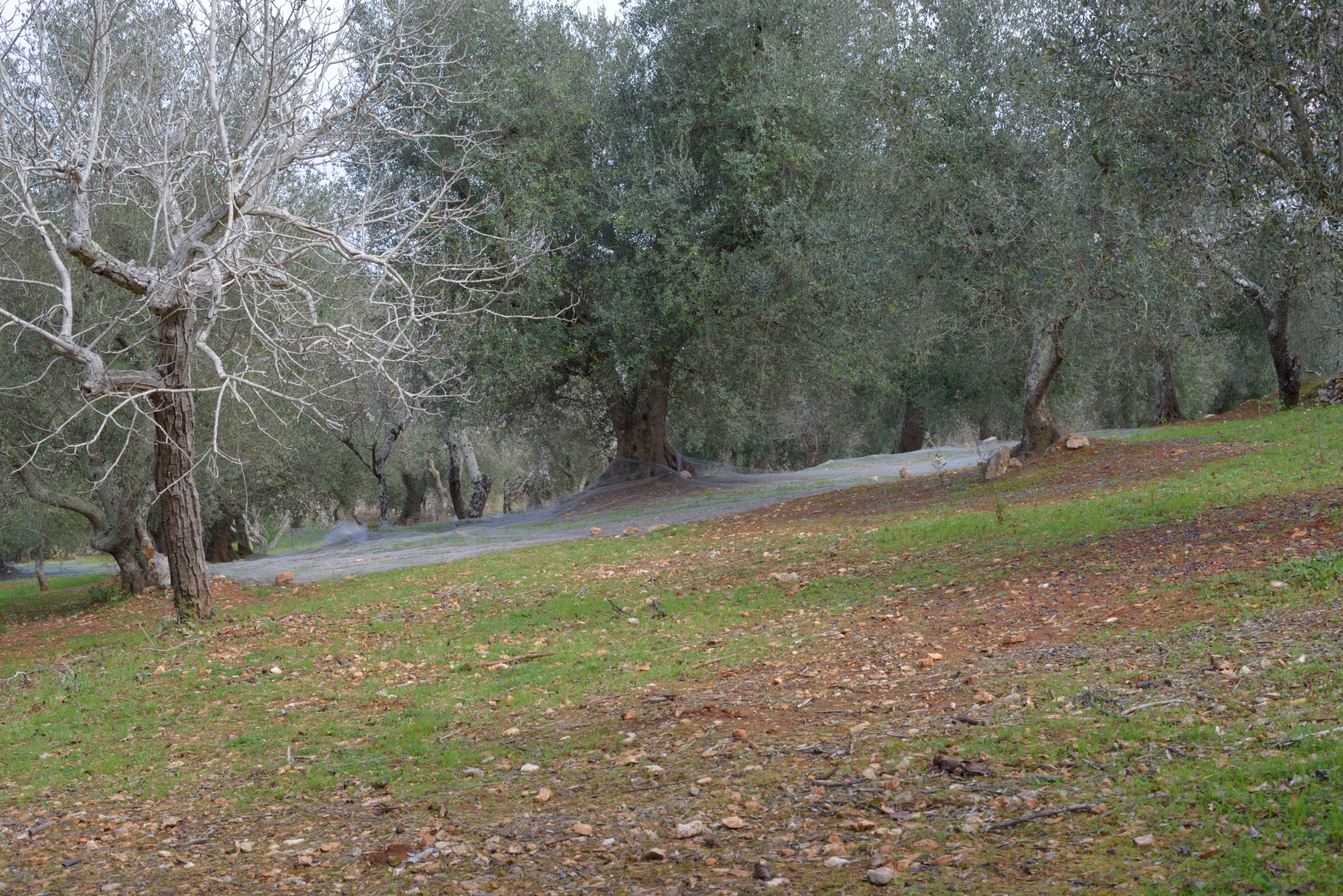 olive groves of Puglia