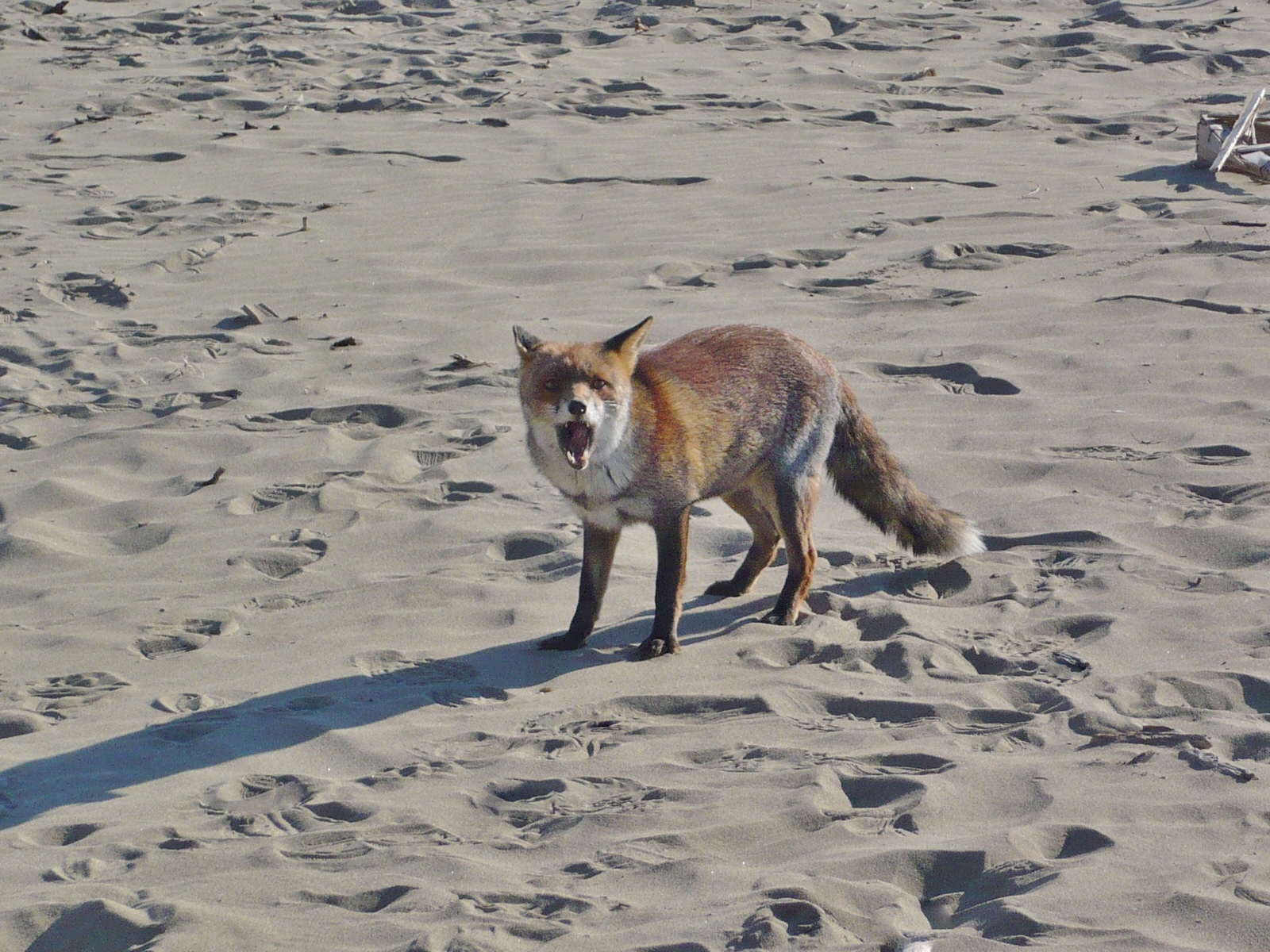 Non son mica tanto bionda!
