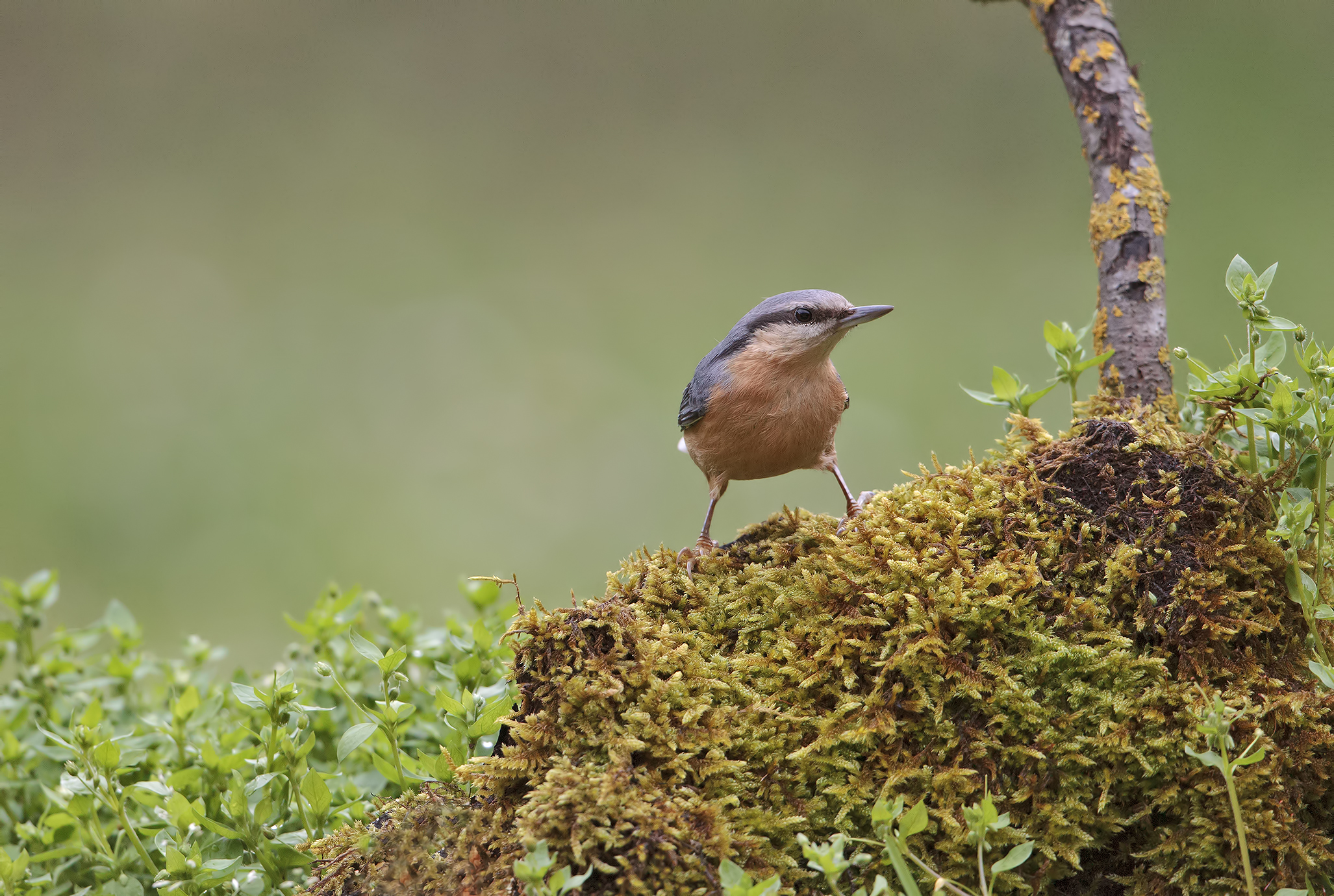 Nel mio giardino 1...