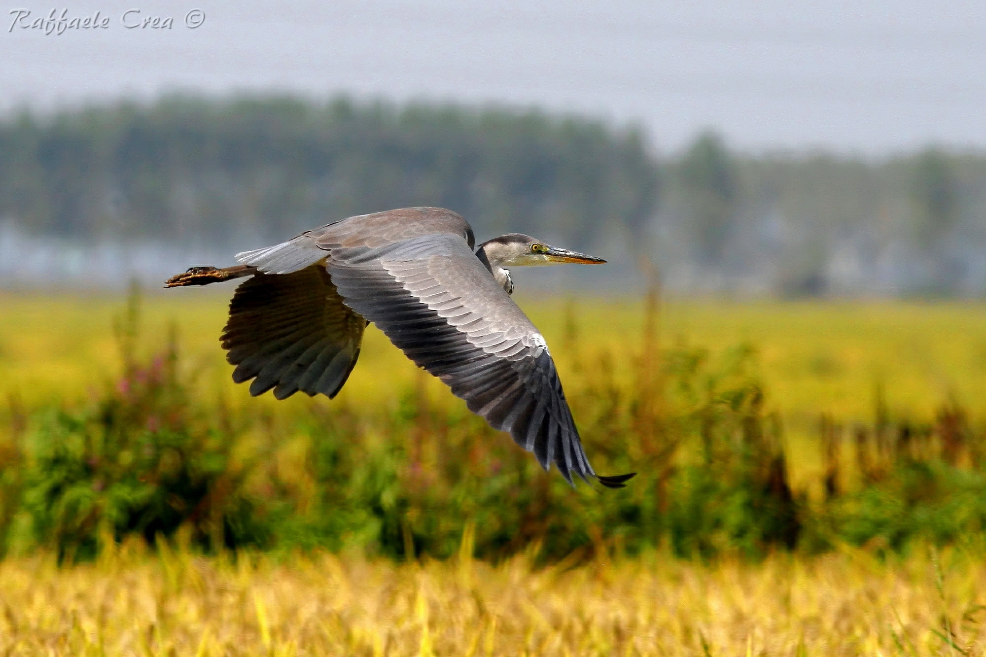 Airone Cenerino in Risaia