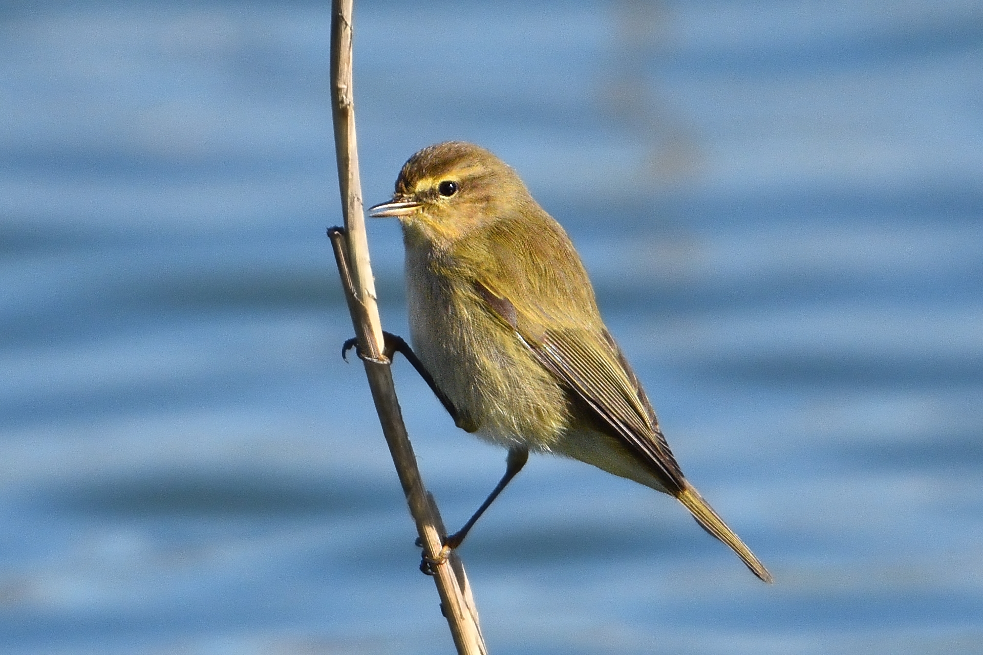 Lui piccolo (Phylloscopus collybita)