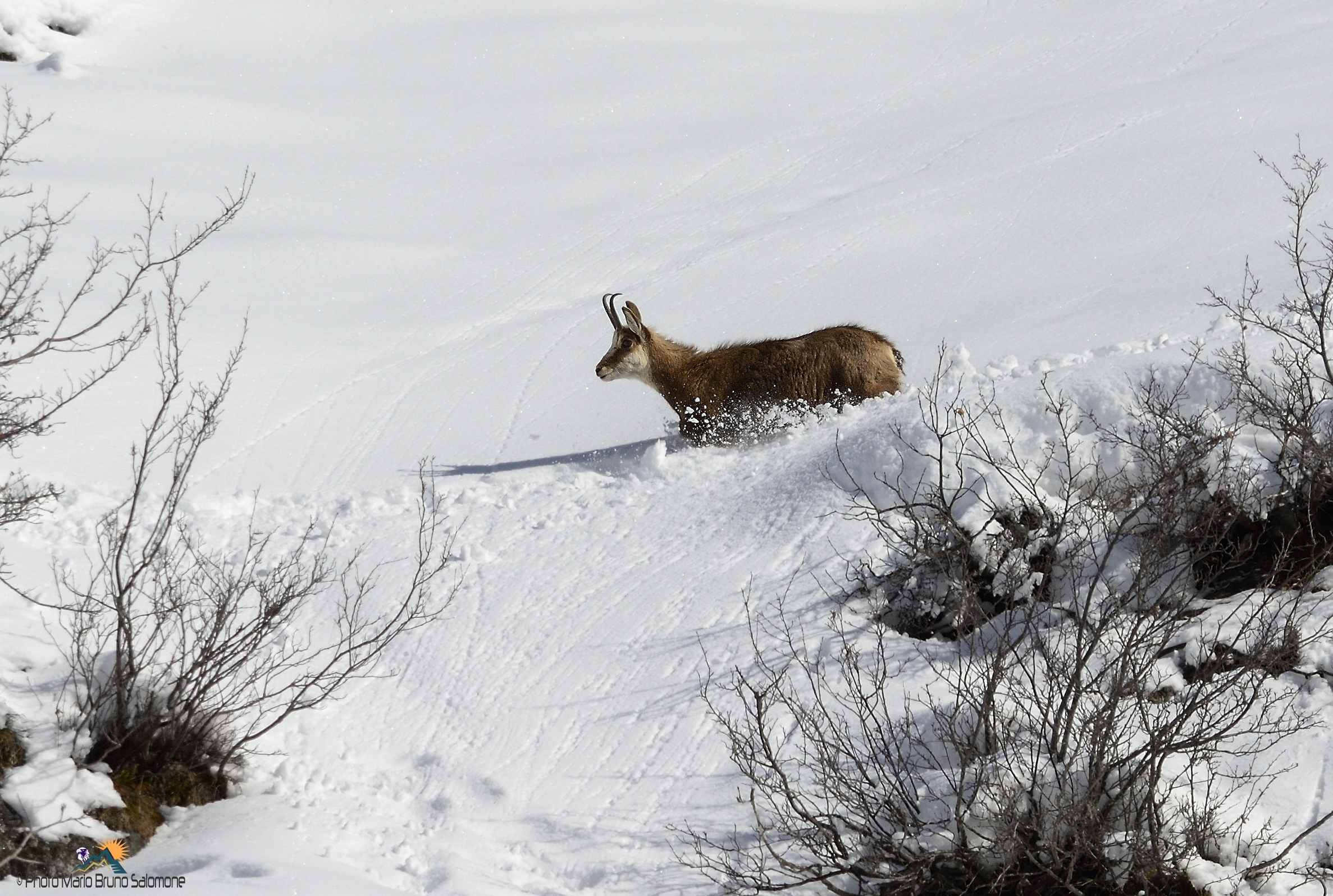 Vita dura. Camoscio .