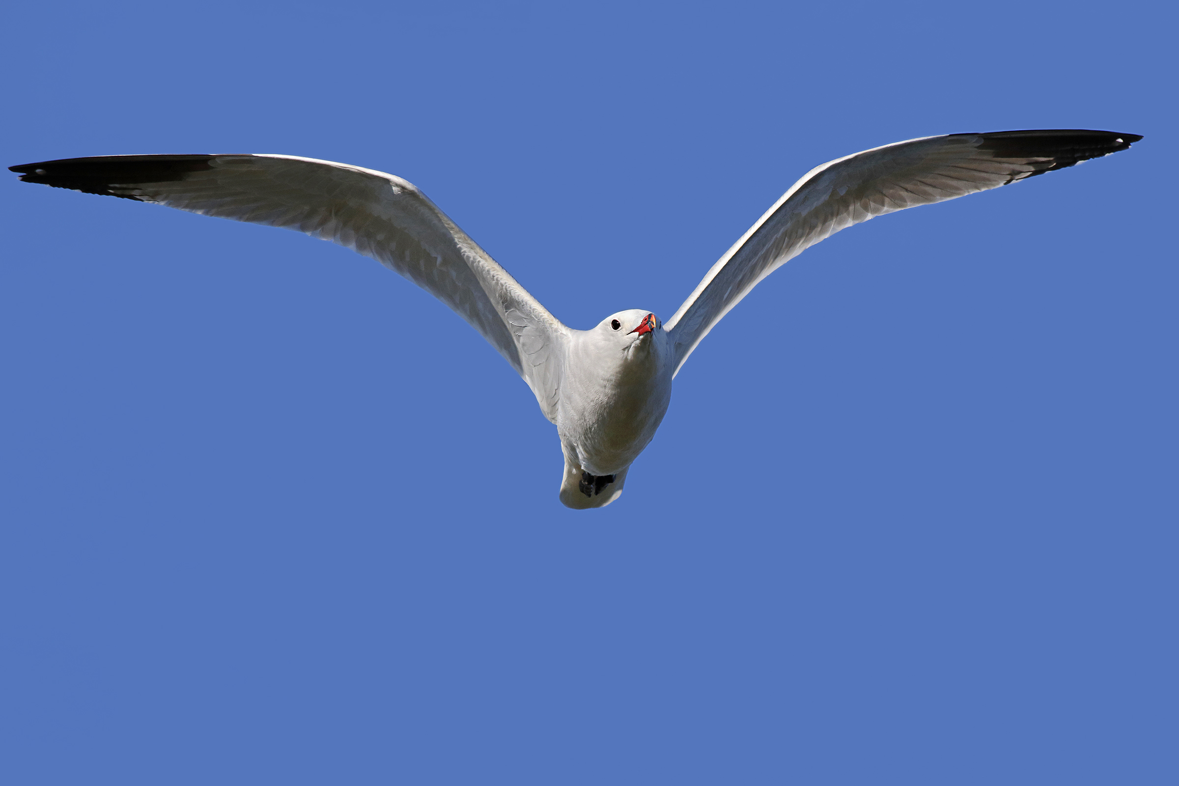 Le grandi ali della libertà - gabbiano corso