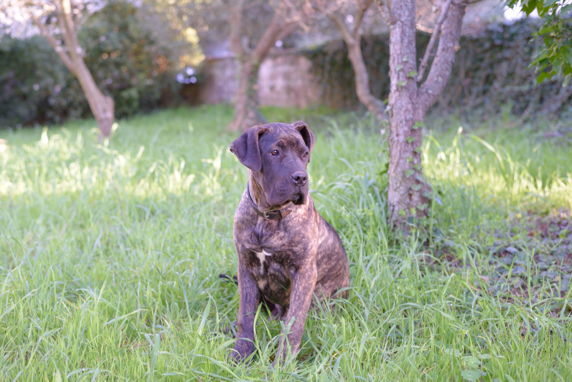 My course dog, Toto '