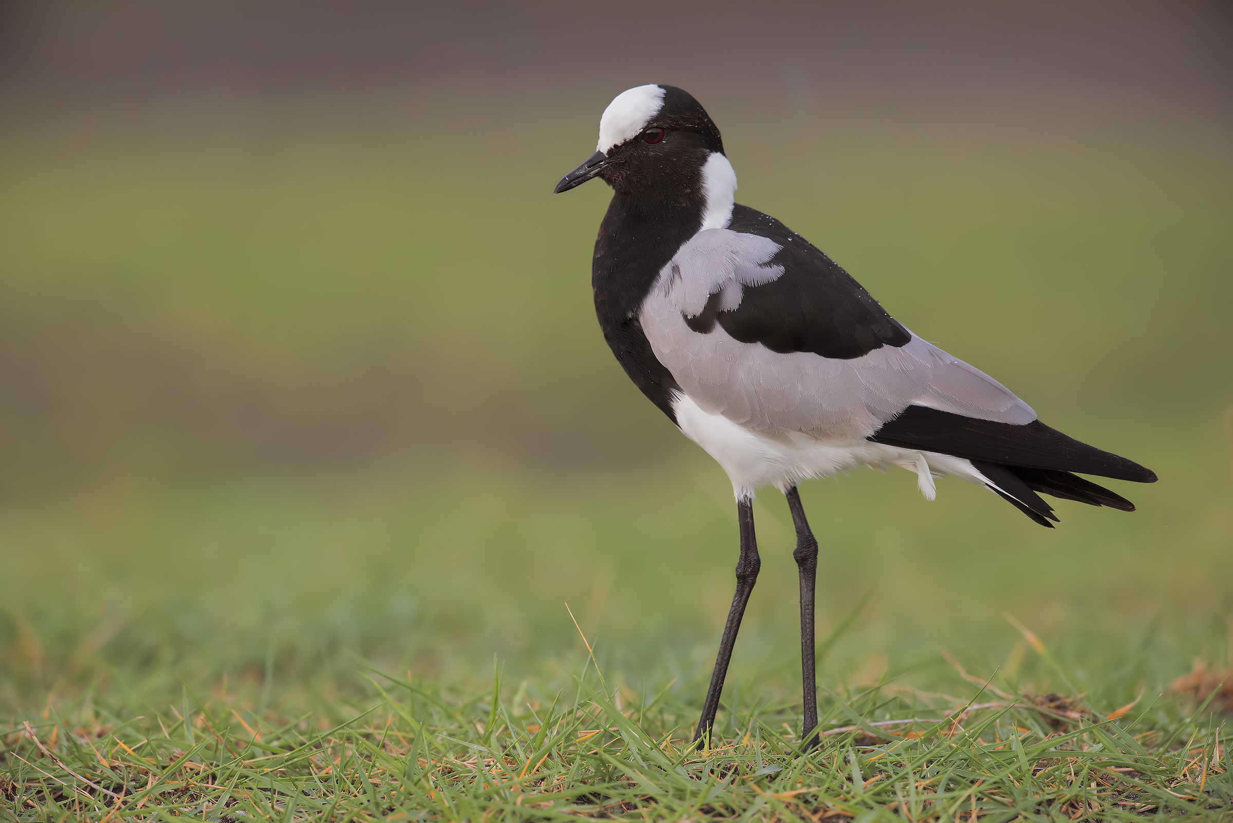 blacksmith Lapwing