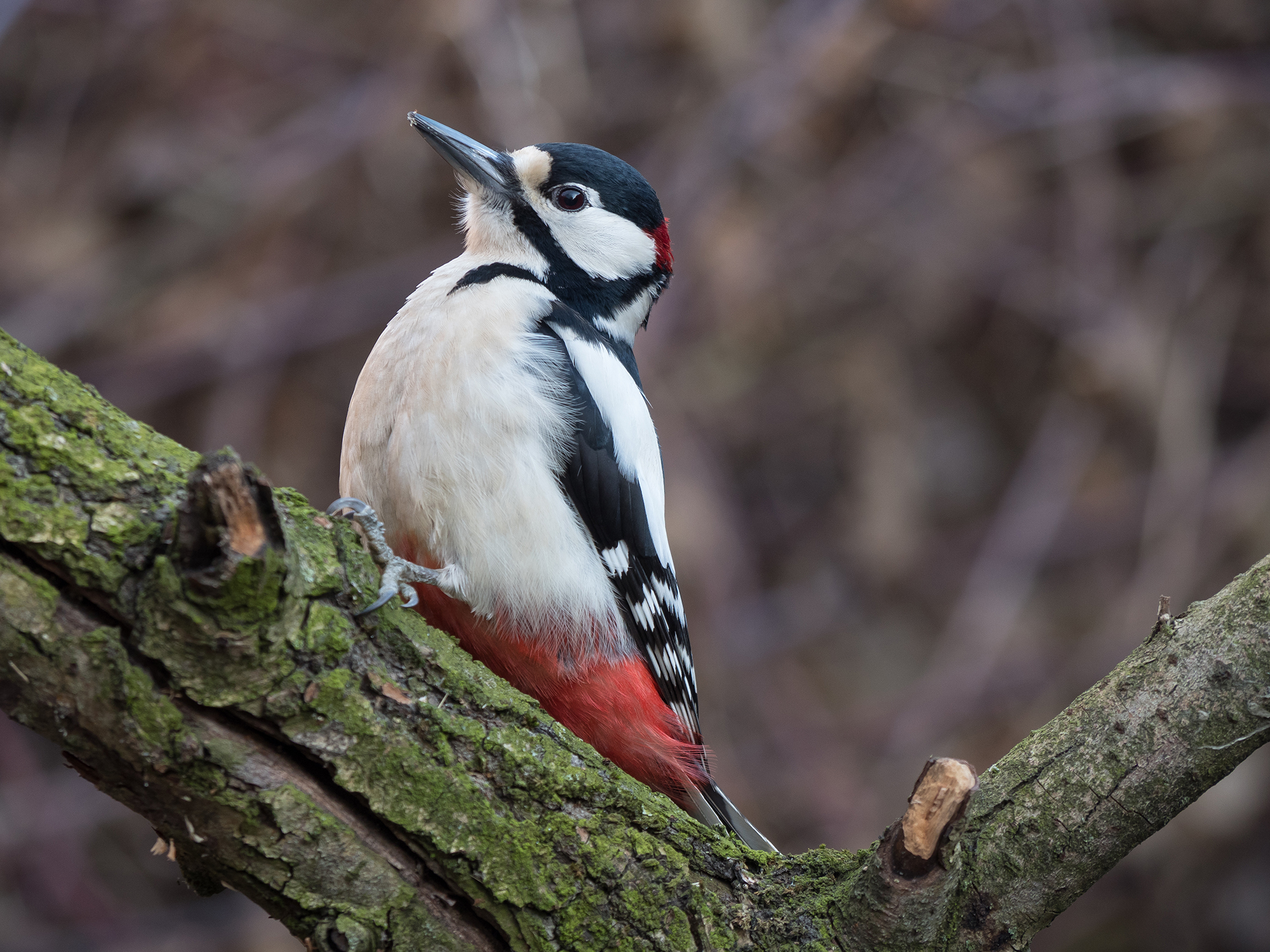 Spotted Woodpecker (Male)