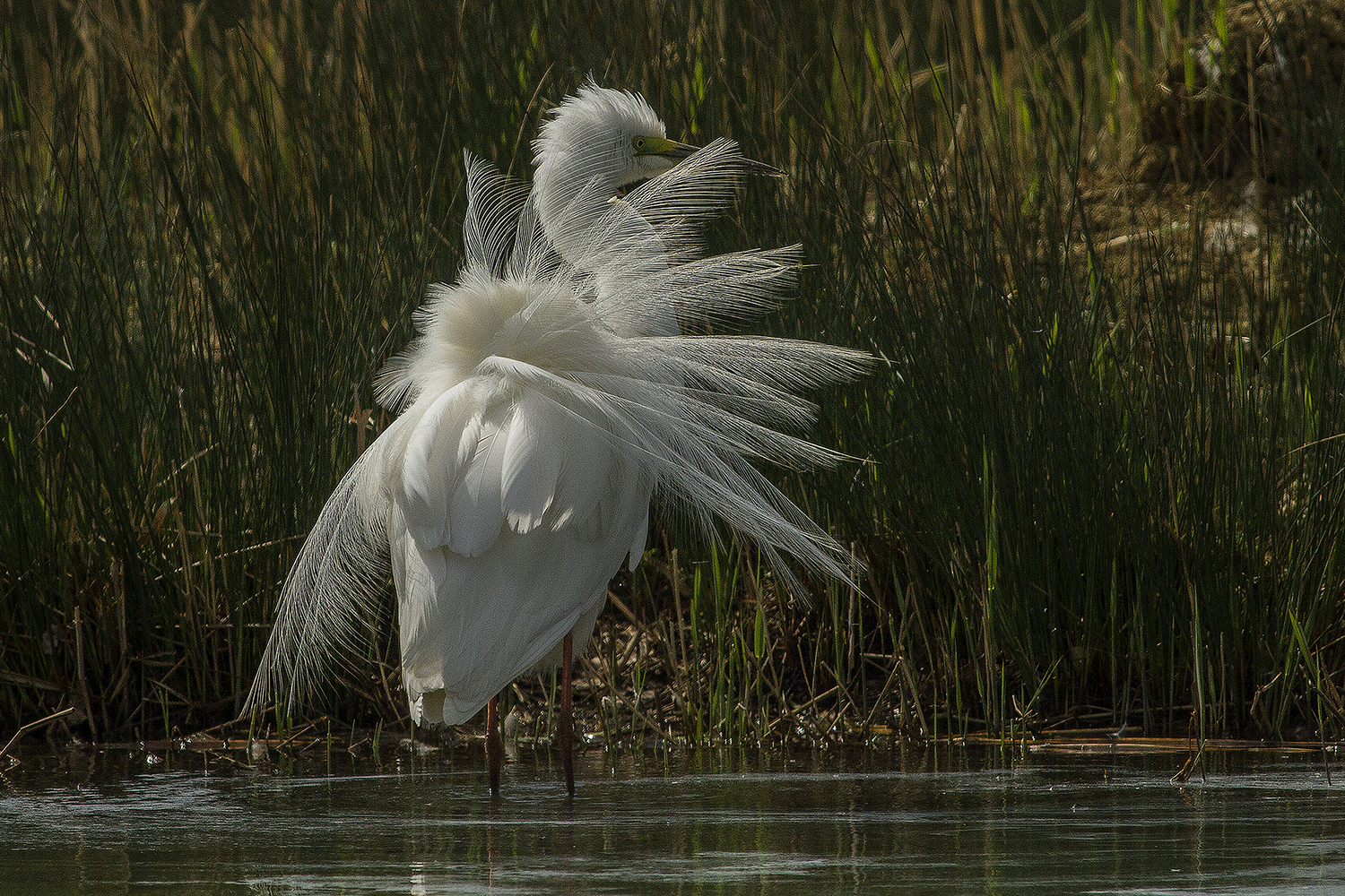 Airone Bianco Maggiore "in Abito"