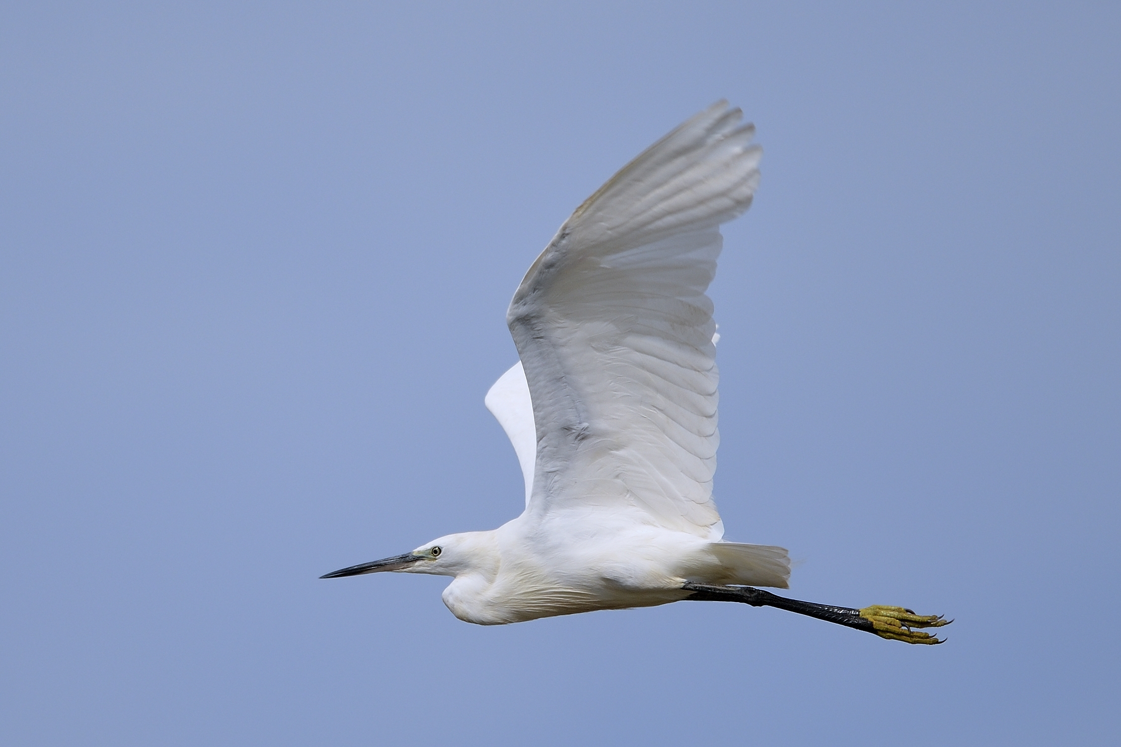 Egret in flight