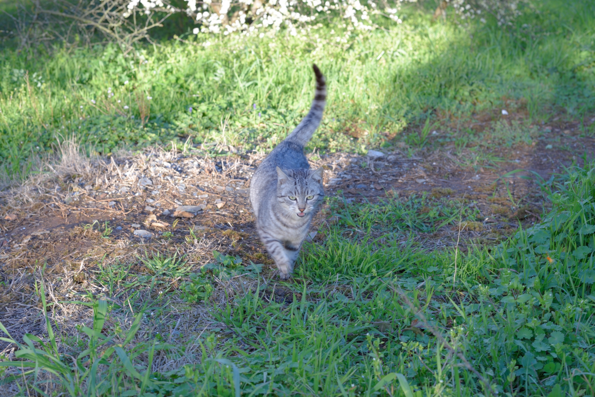 What a beautiful elegant bearing has this cat !!