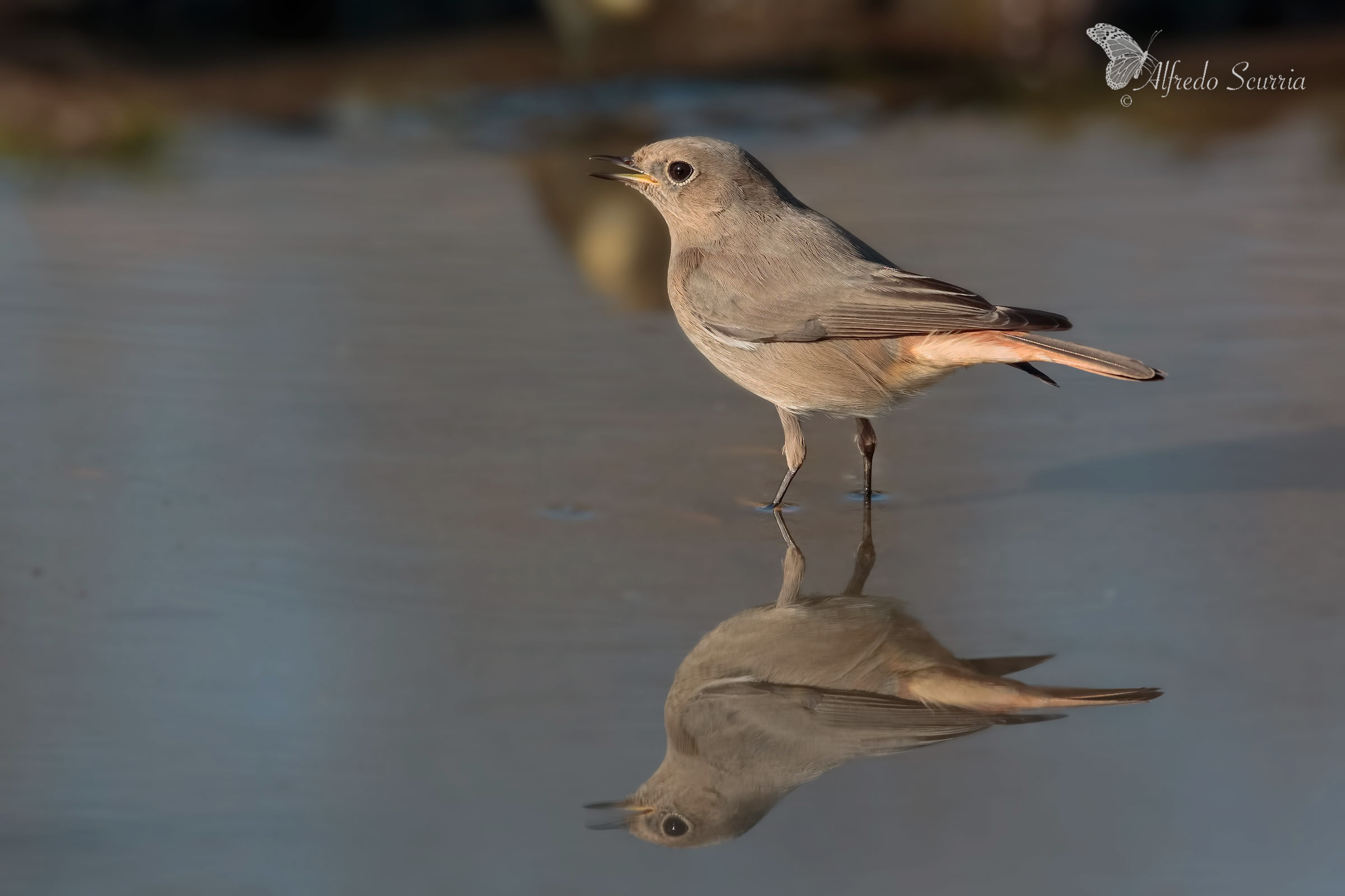 codirosso femmina spazzacamino
