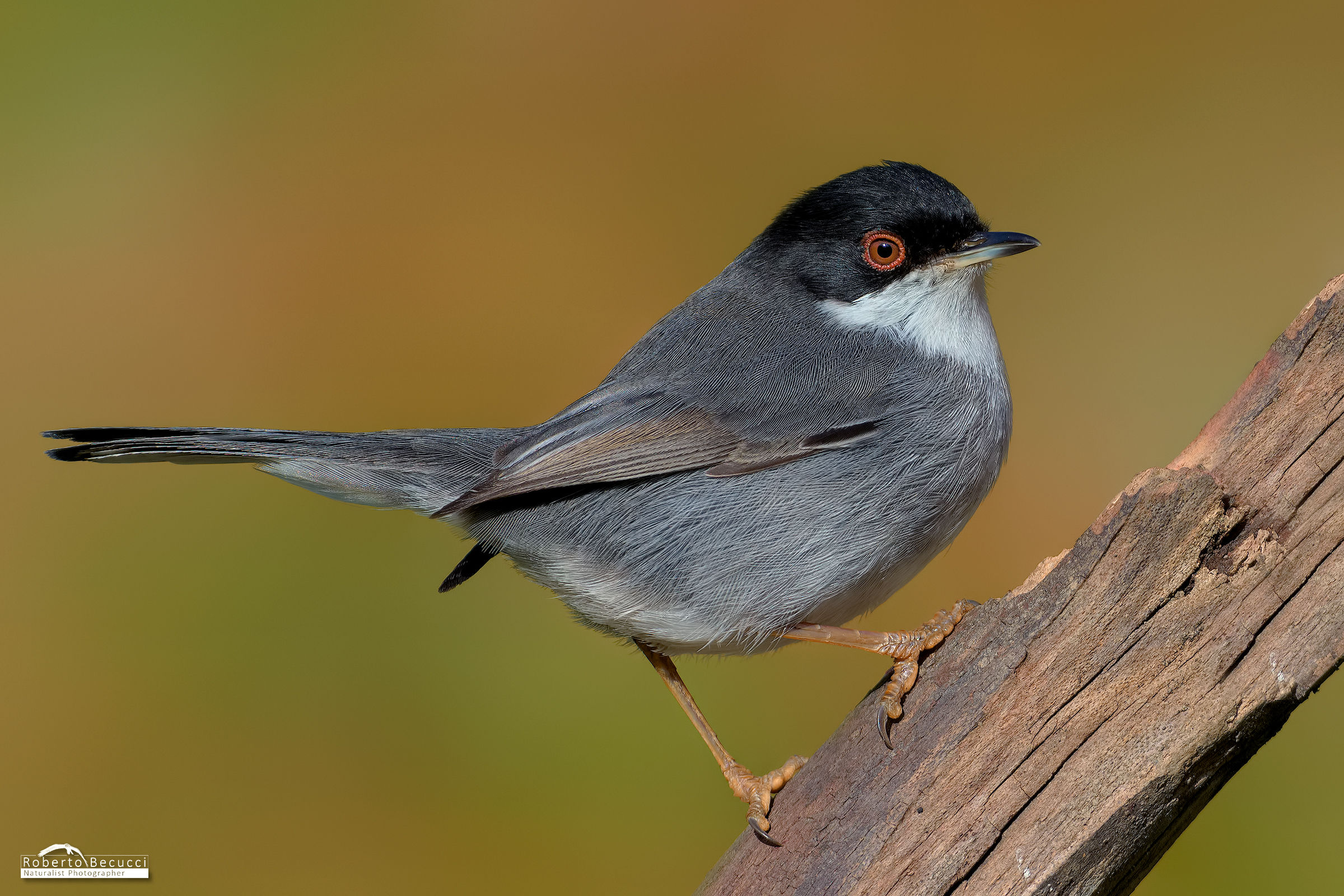 Ancora Occhiocotto...