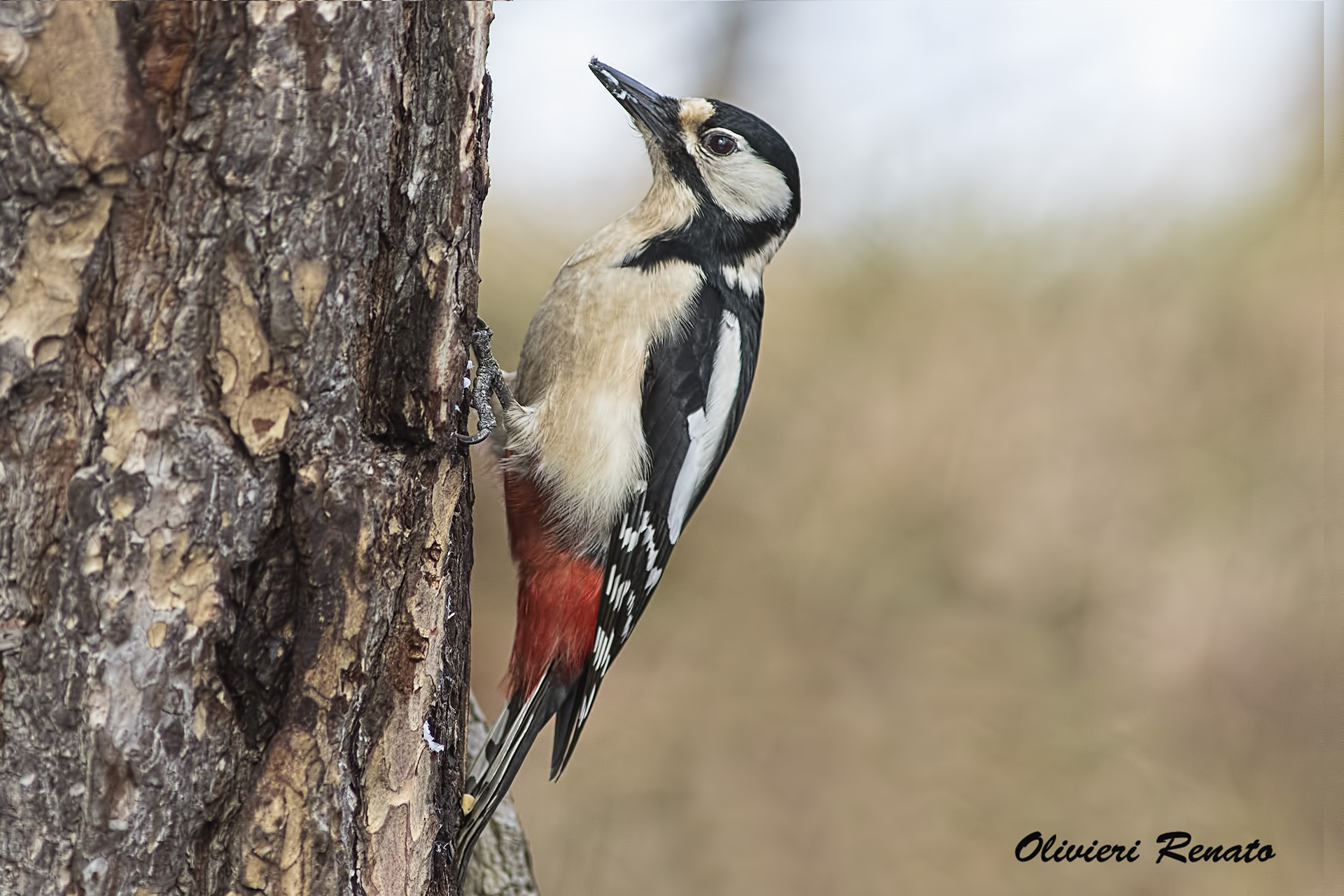 Spotted woodpecker