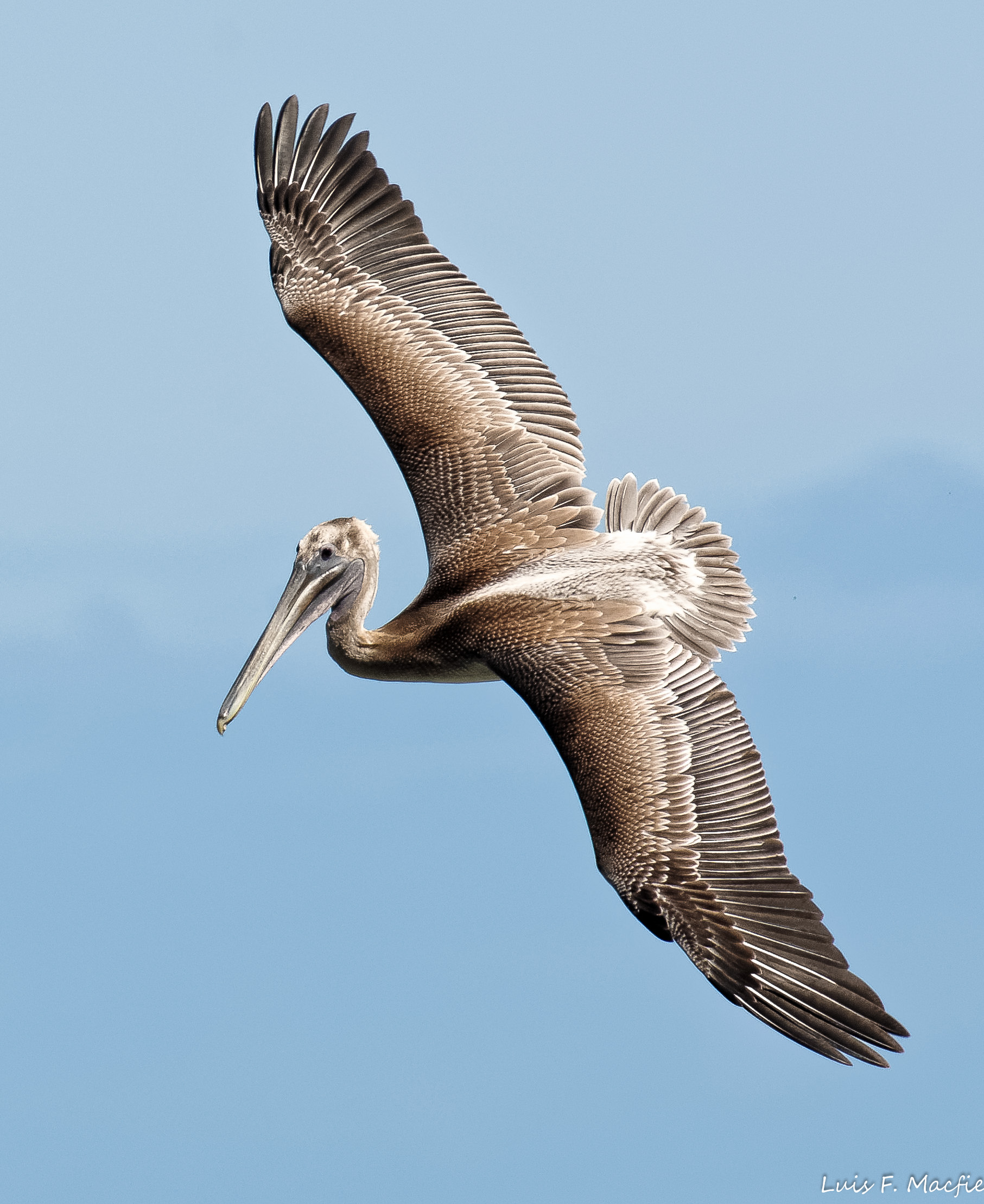 Pellicano bruno / Pellicano bruno / Pelecanus occidentalis
