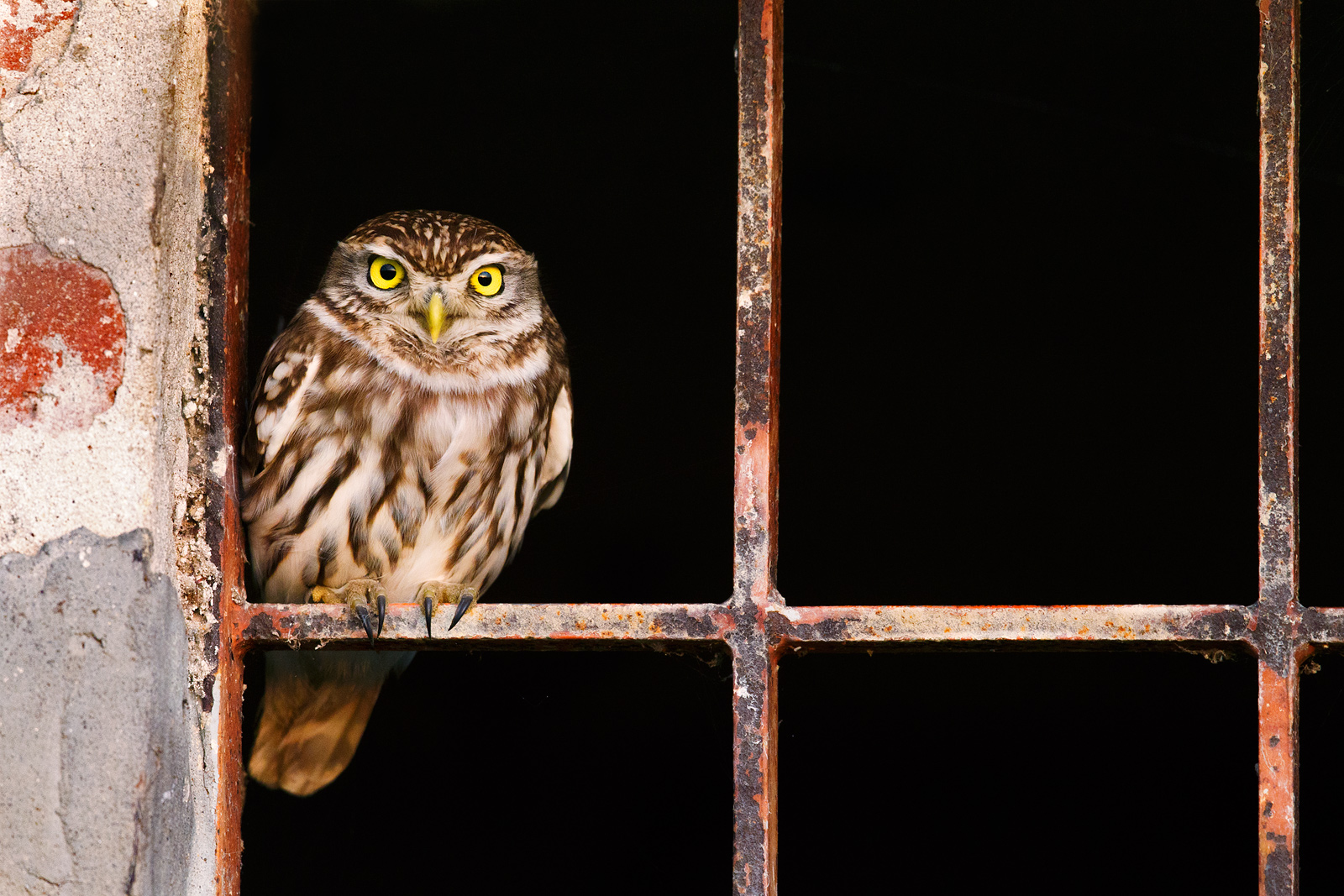 Sempre più in gabbia.