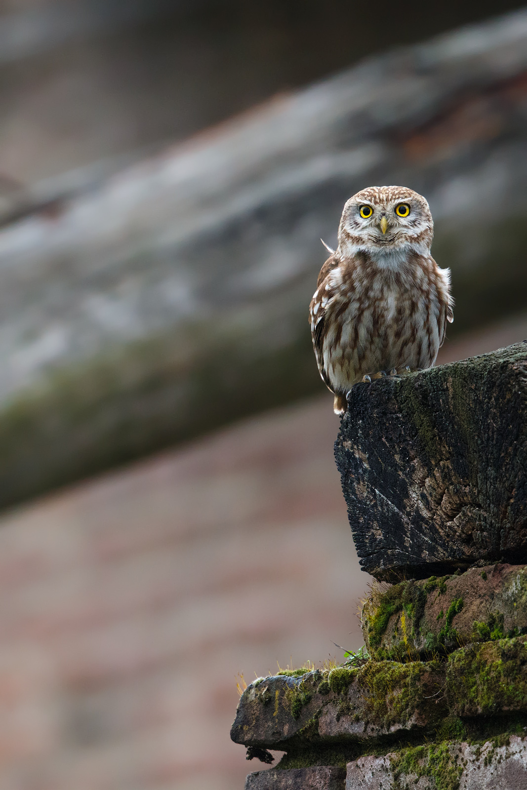 La vedetta del casolare.