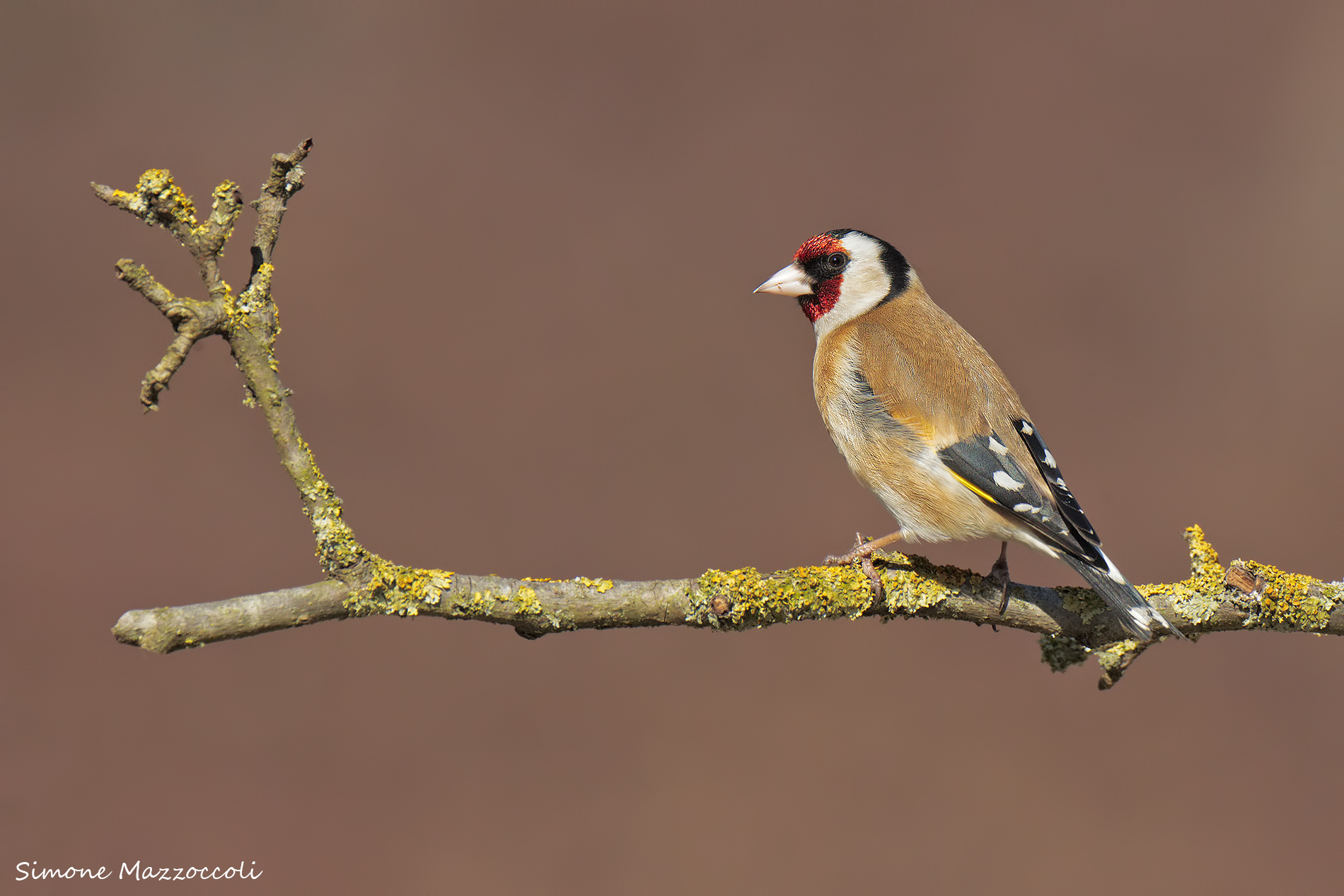 Goldfinch
