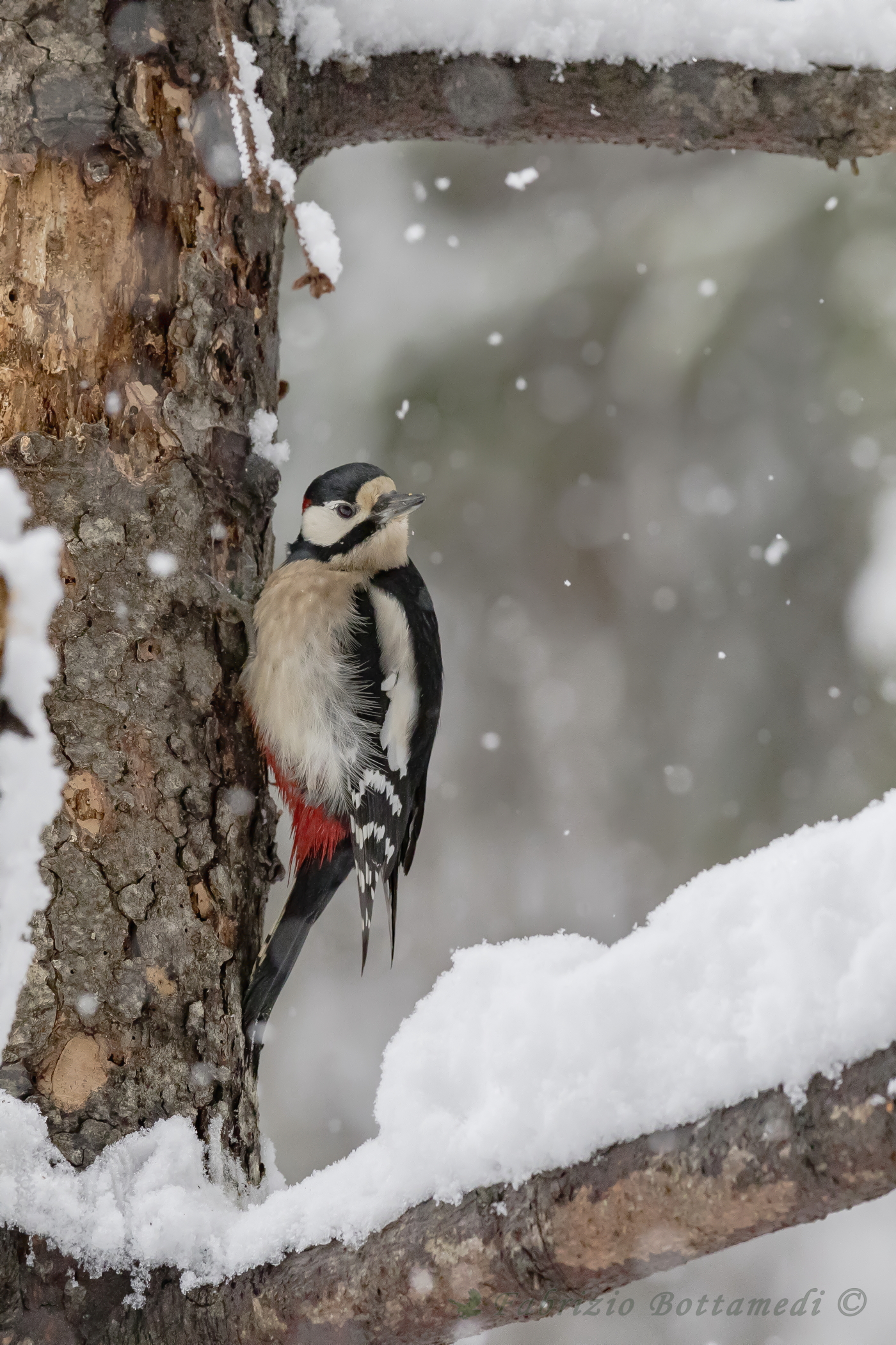 Spotted woodpecker
