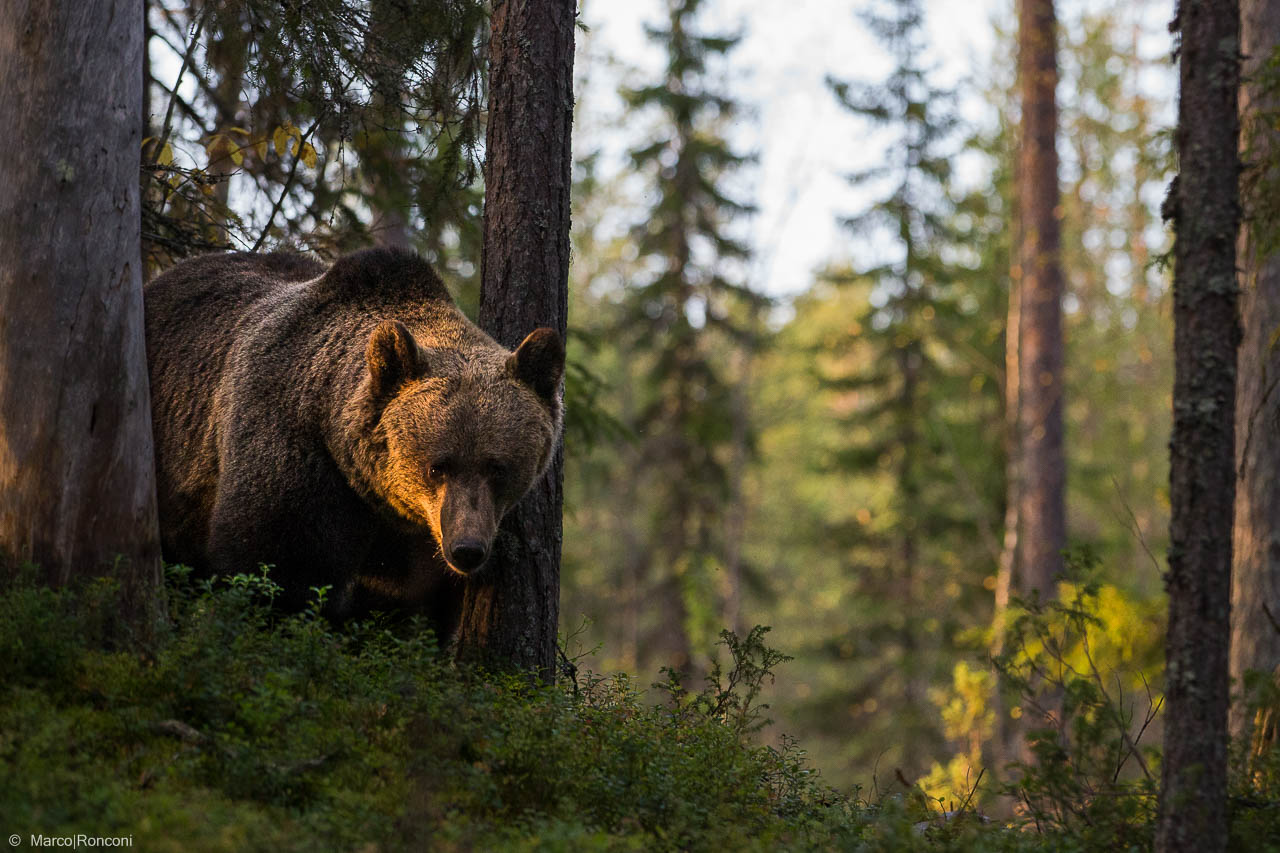 In the heart of the forest