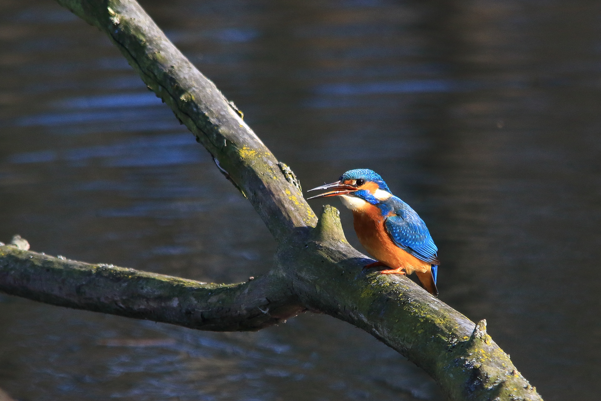 Kingfisher