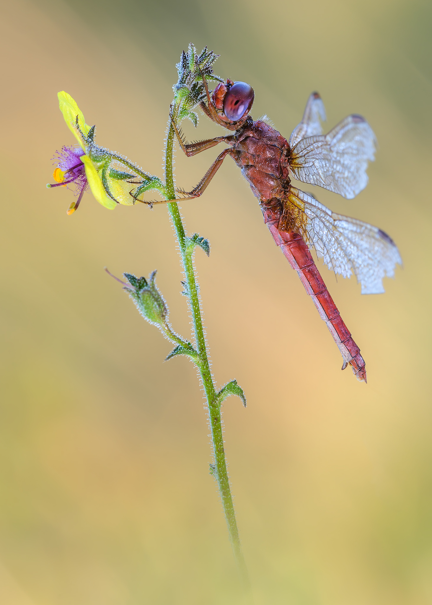 crocothemis erytraea