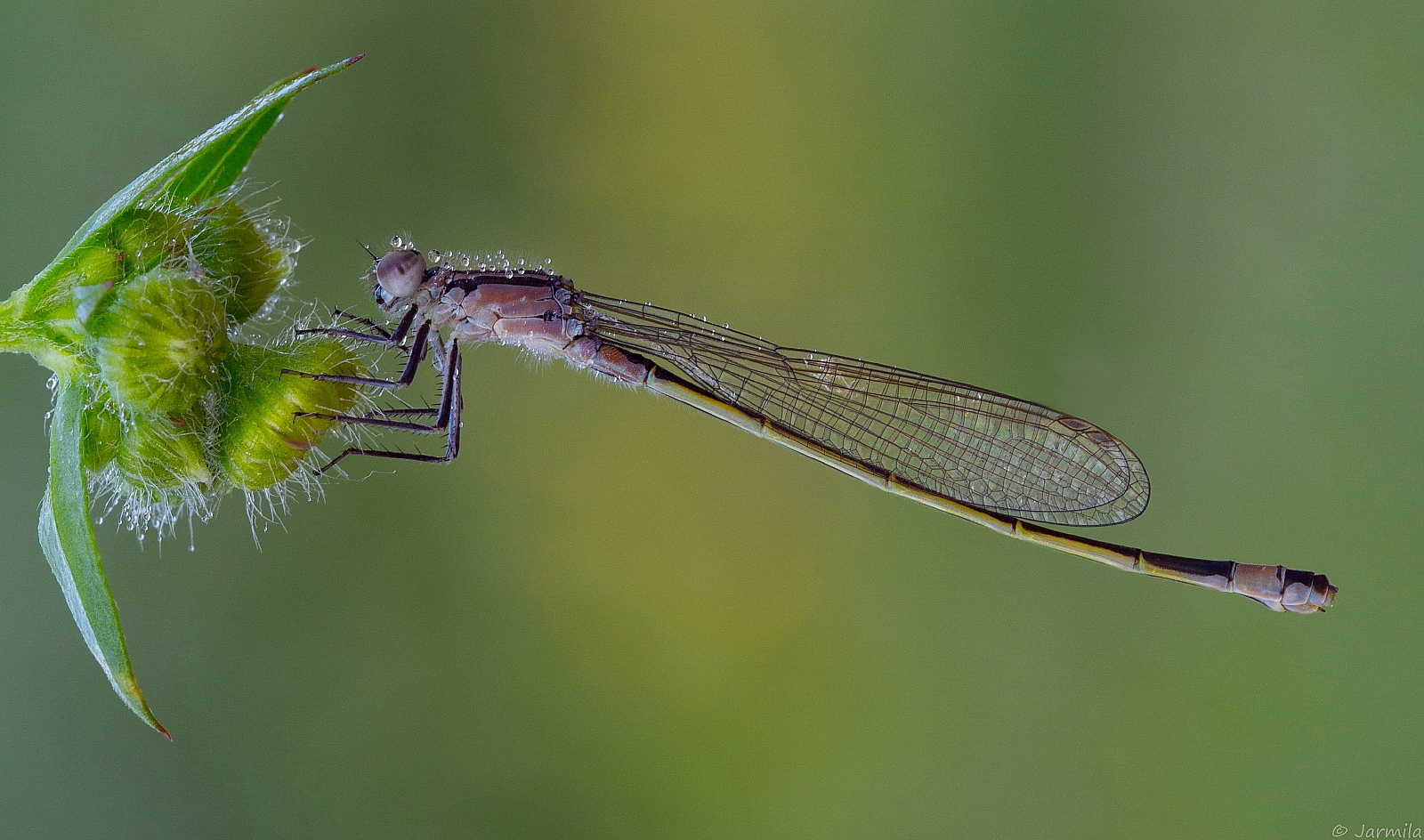 Una piccola damigella, un po' curiosa :-)