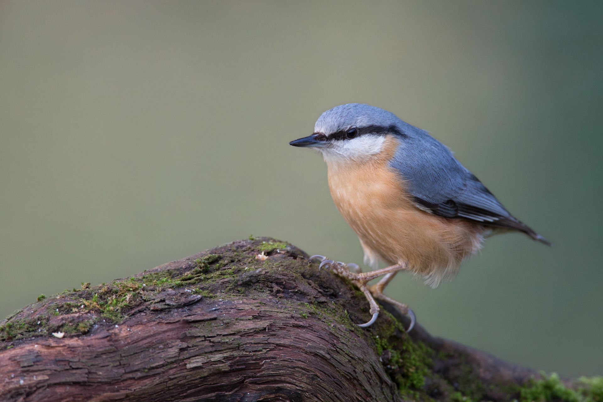 Nuthatch also said the Nutcracker