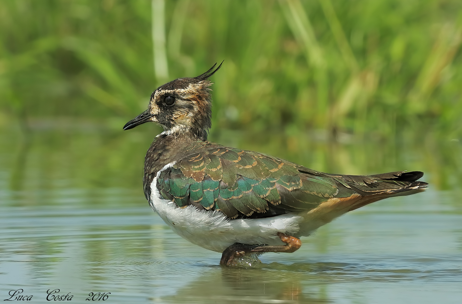 Lapwing in migration
