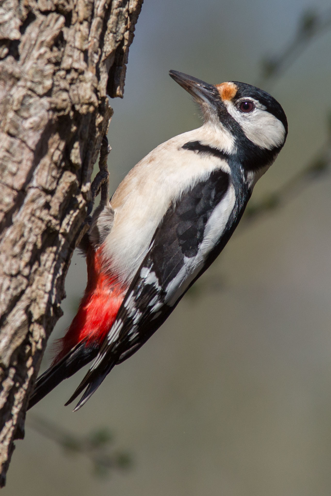 My first Picchio Rosso