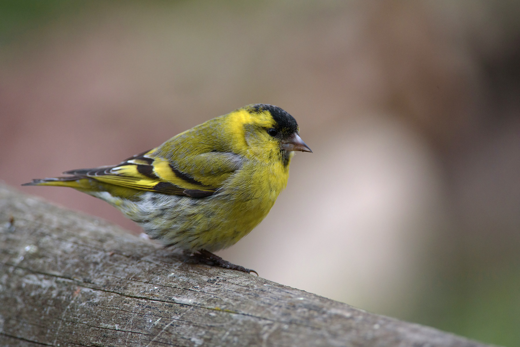 Siskin