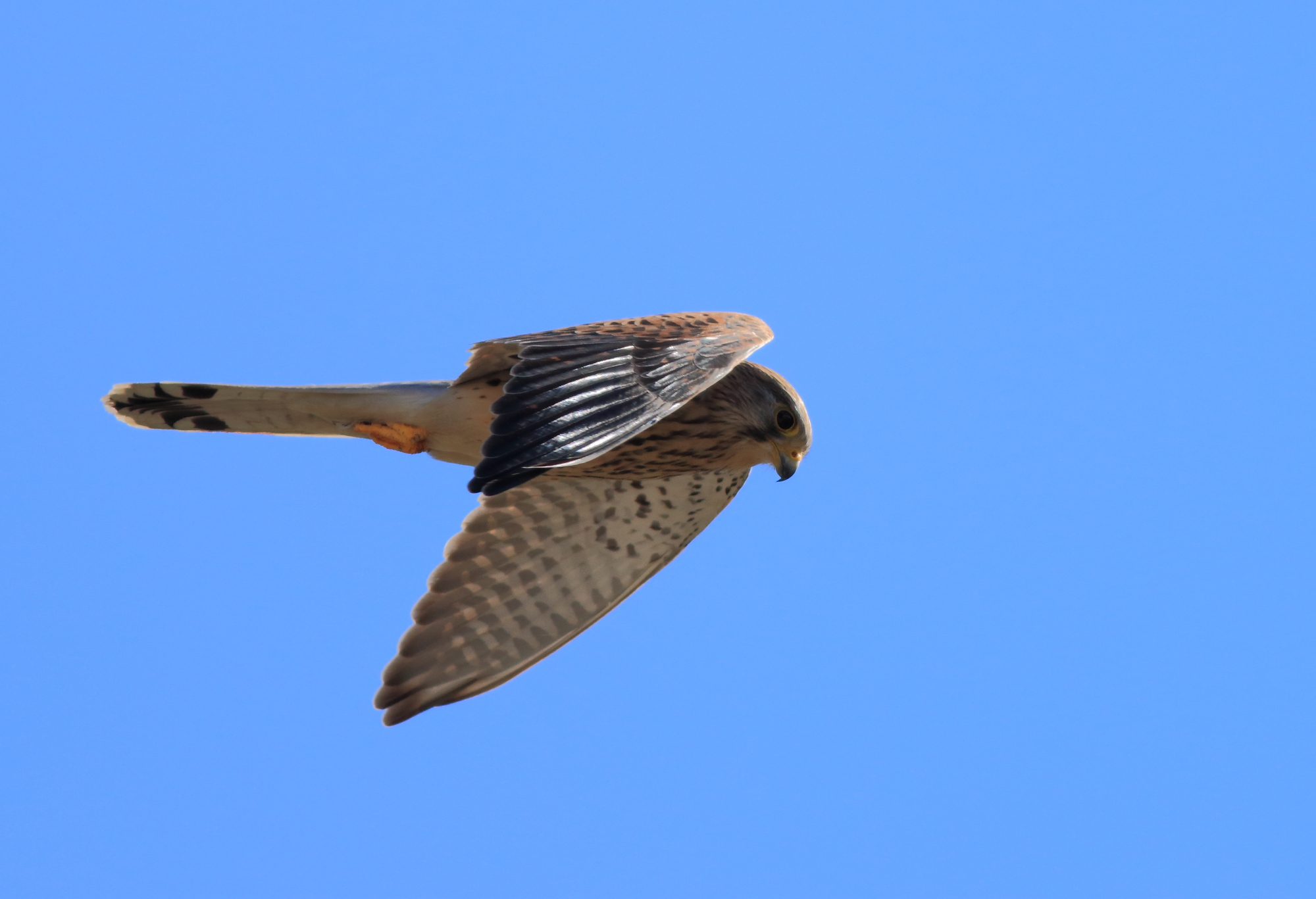 Gheppio- lower Val Susa