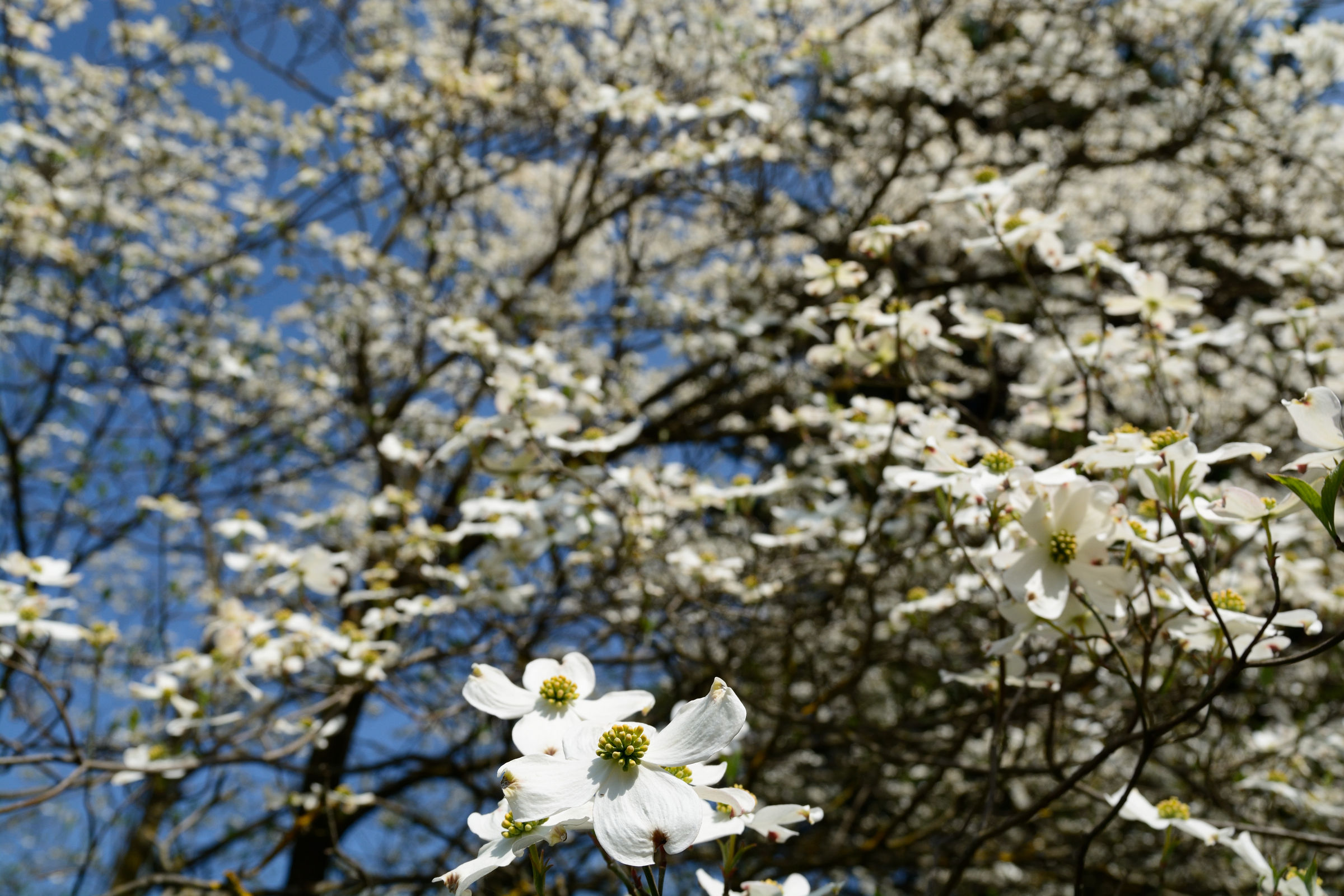 Dogwood in bloom