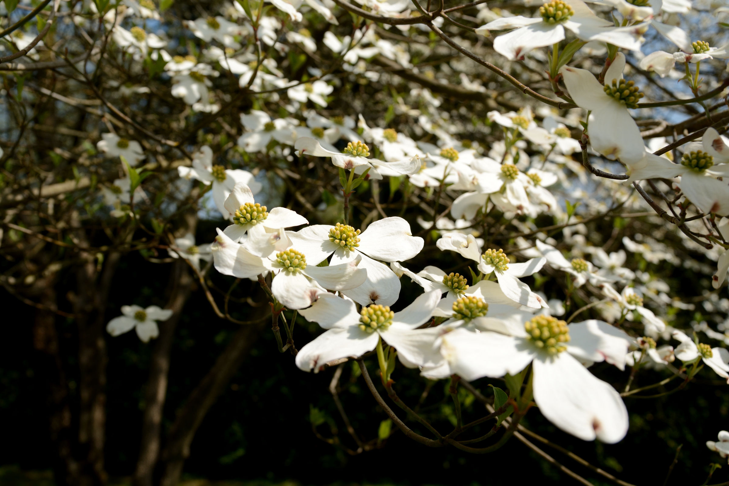 Dogwood in bloom