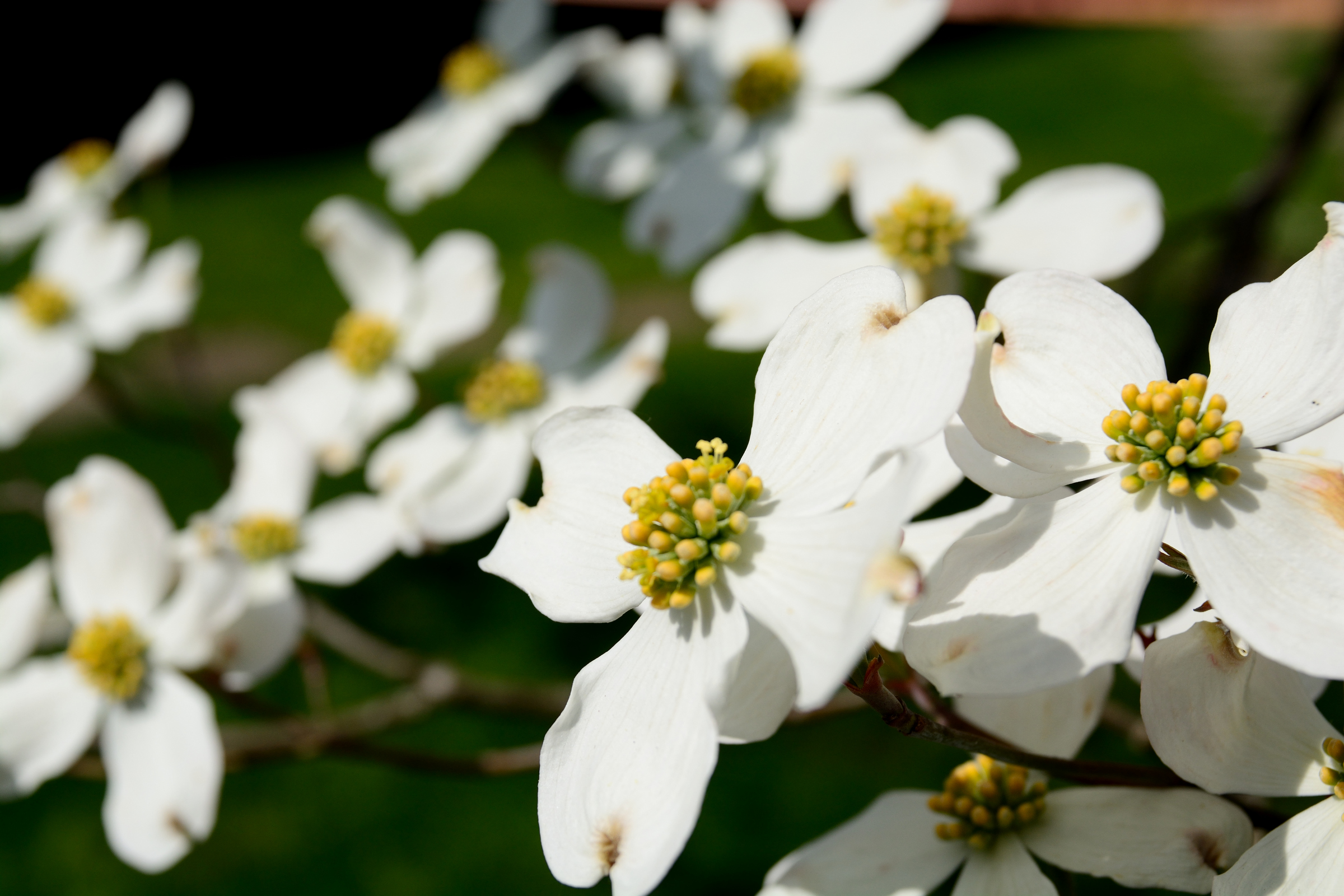 Dogwood in bloom