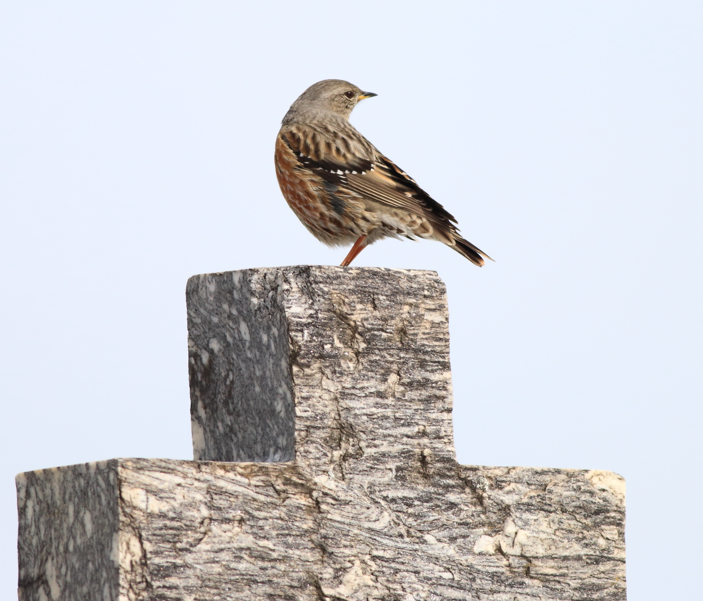 the Alpine Accentor. .